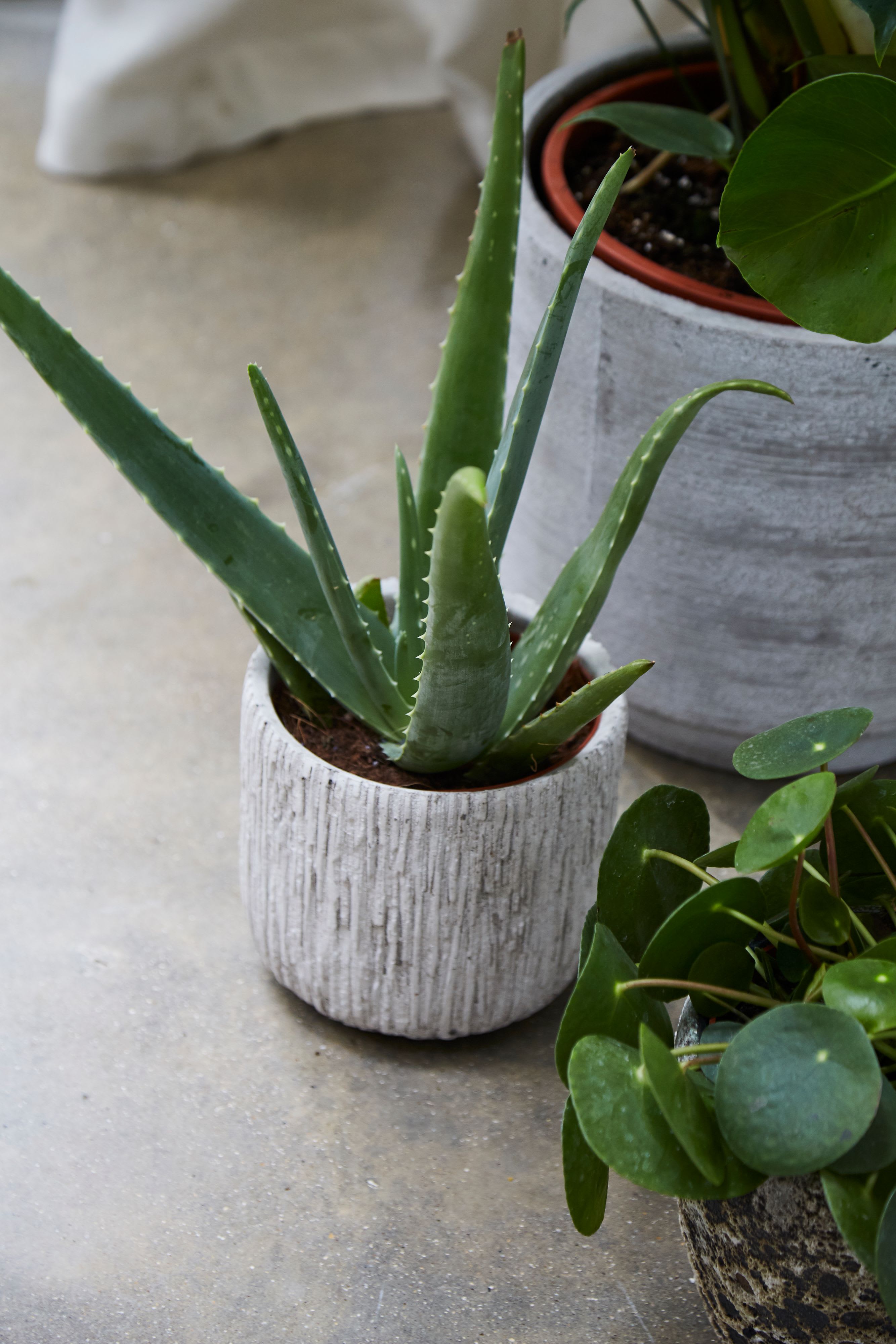 [object Object] image 3