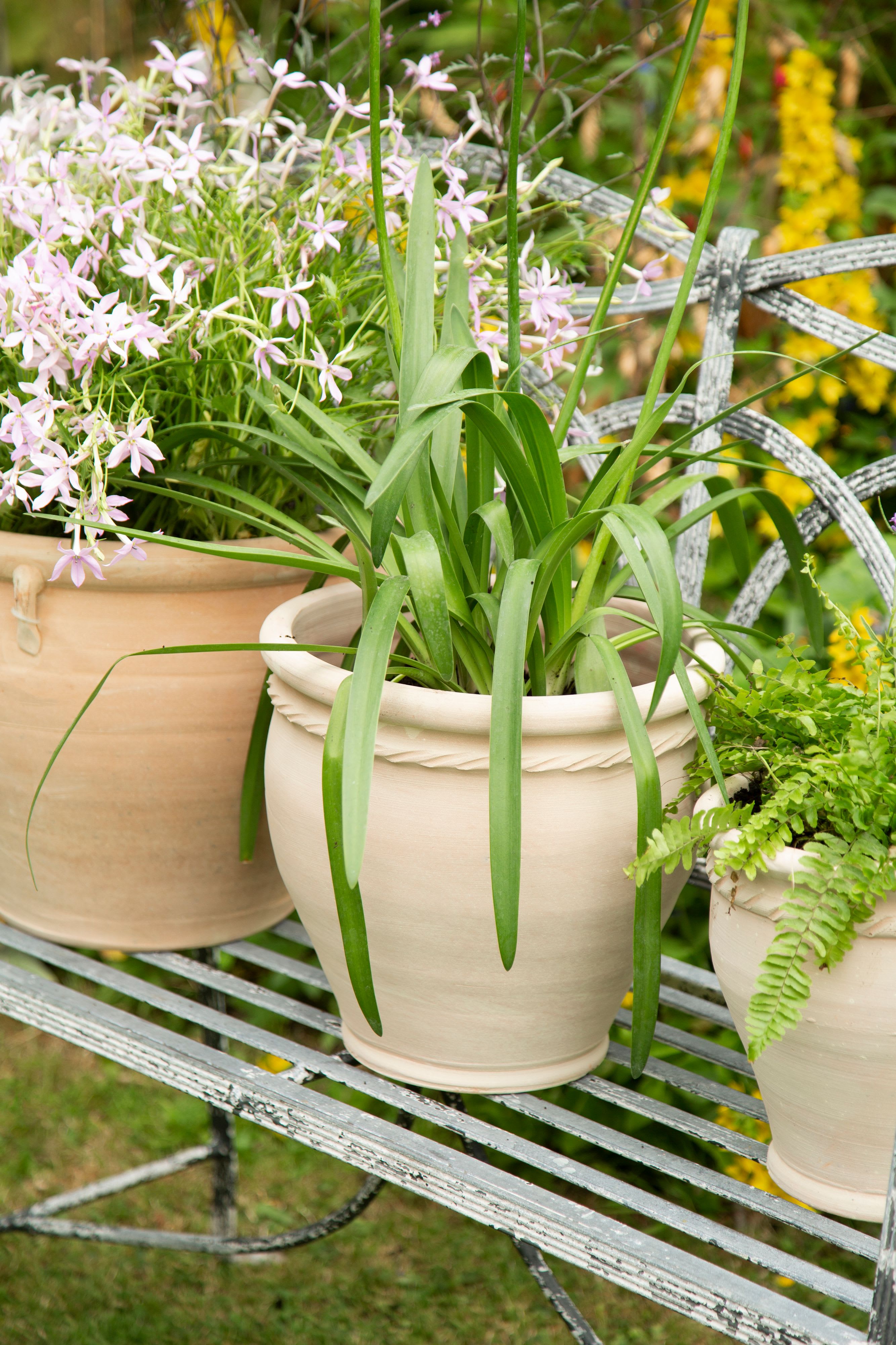 [object Object] image 2