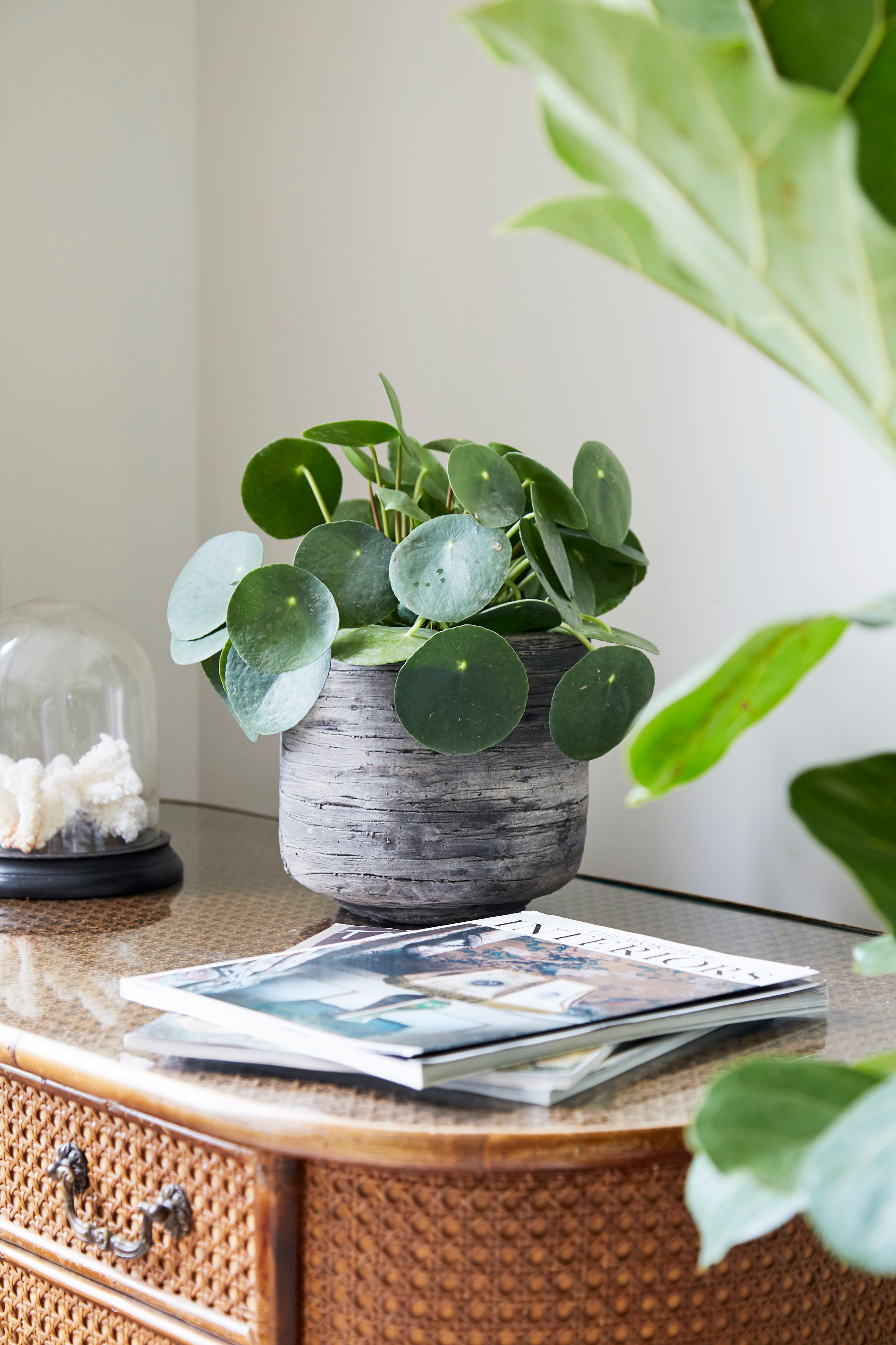 19cm Drift Indoor Pot lifestyle