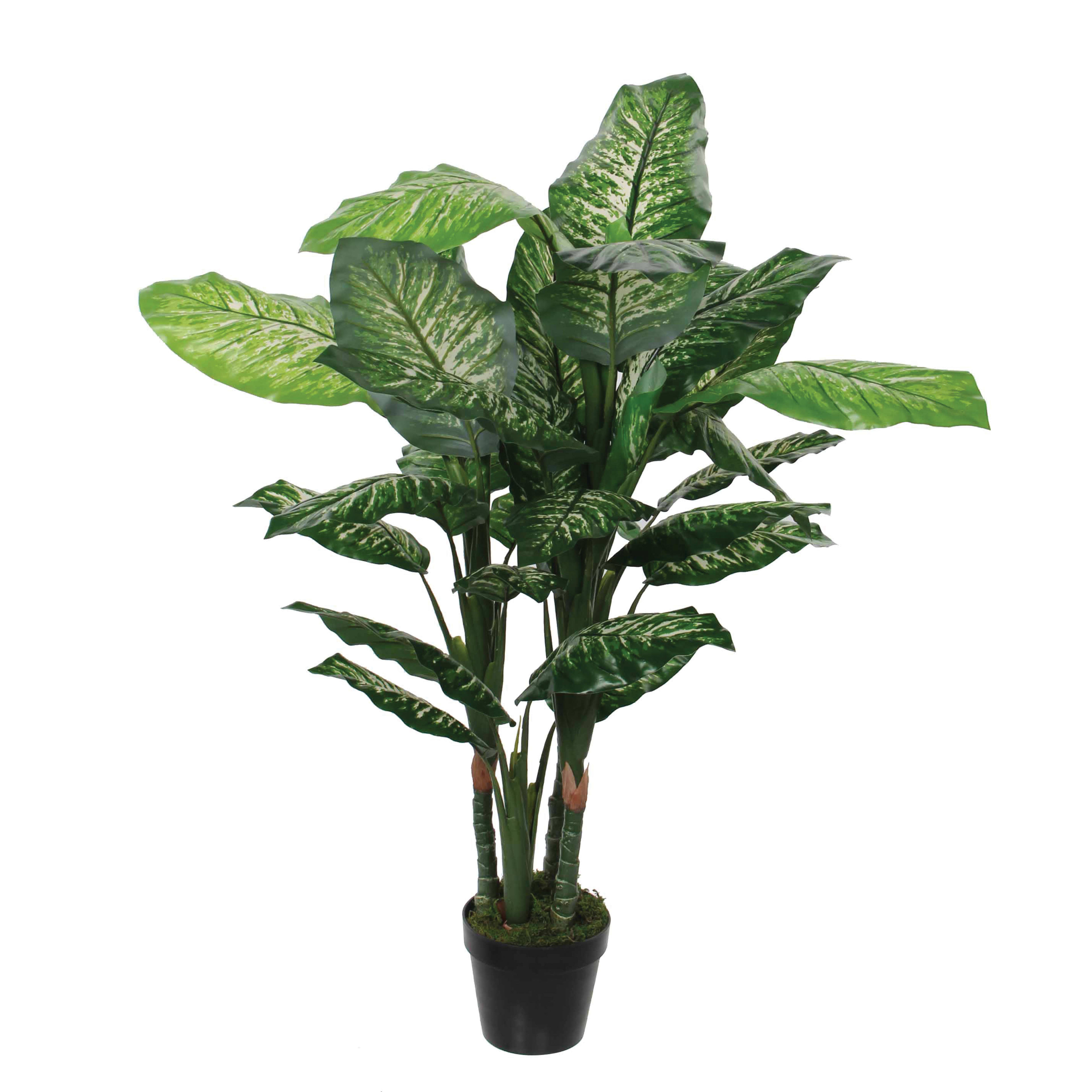 PLANTDIEFF