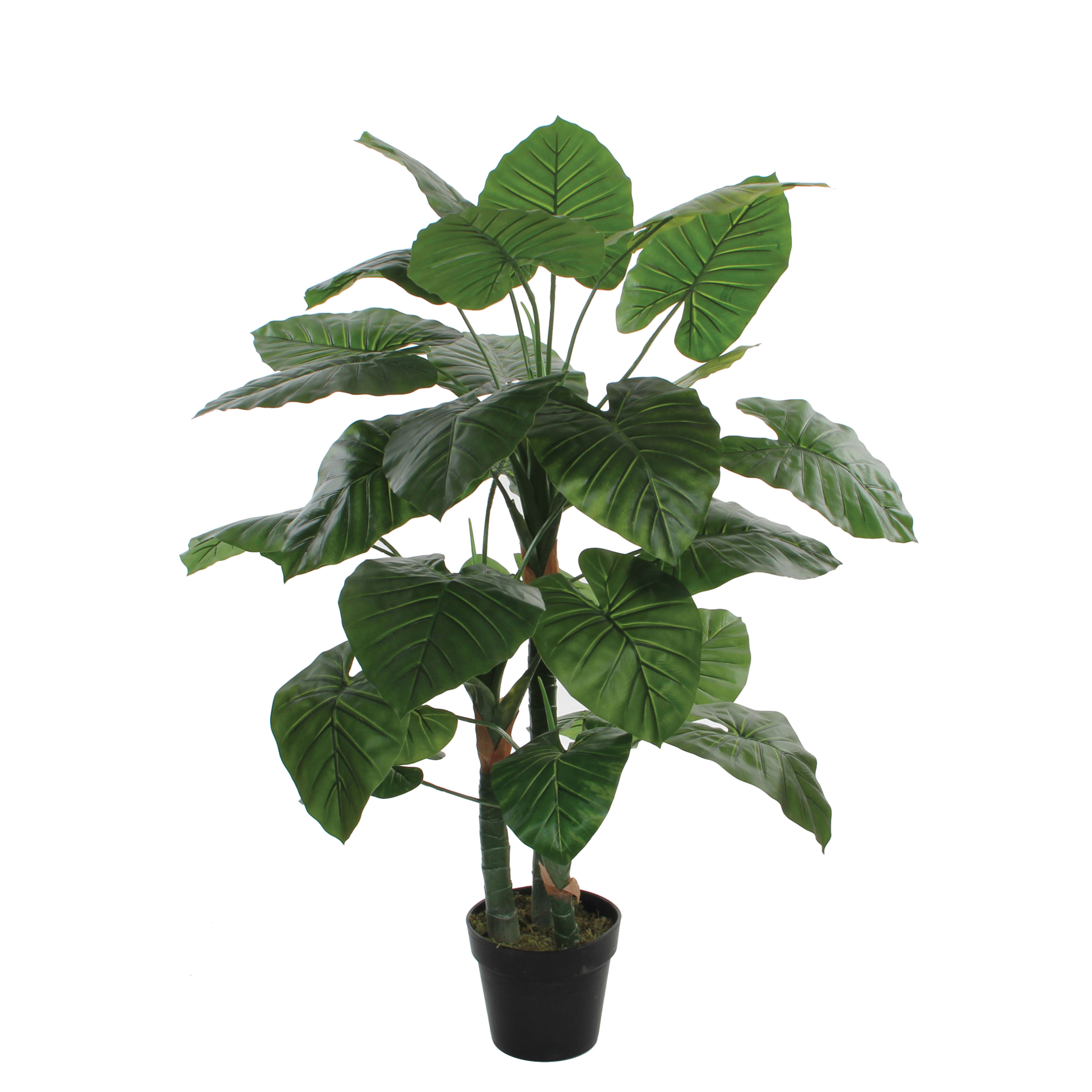 [object Object] image 0