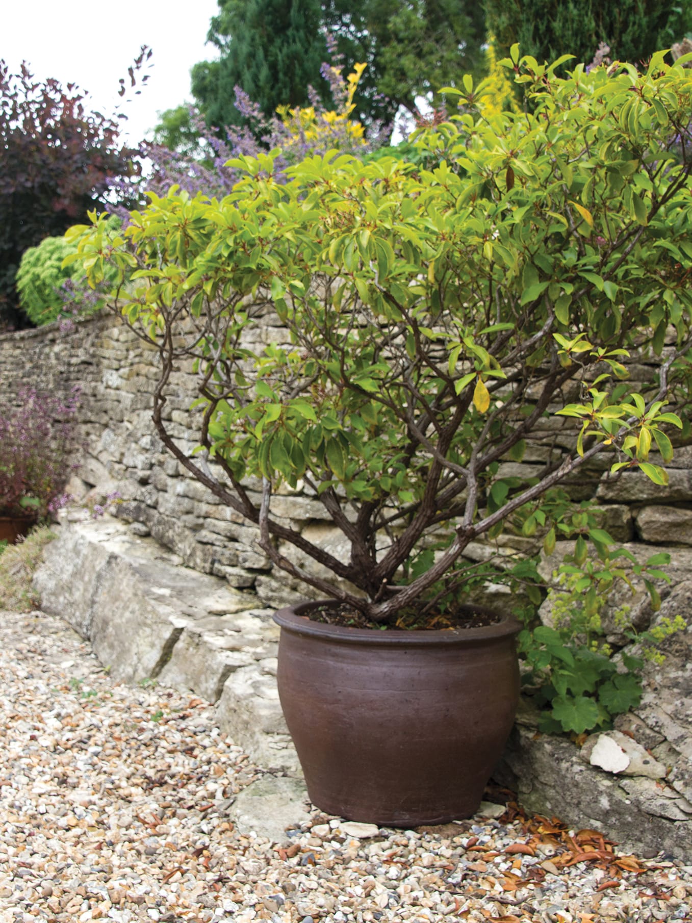 [object Object] image 4