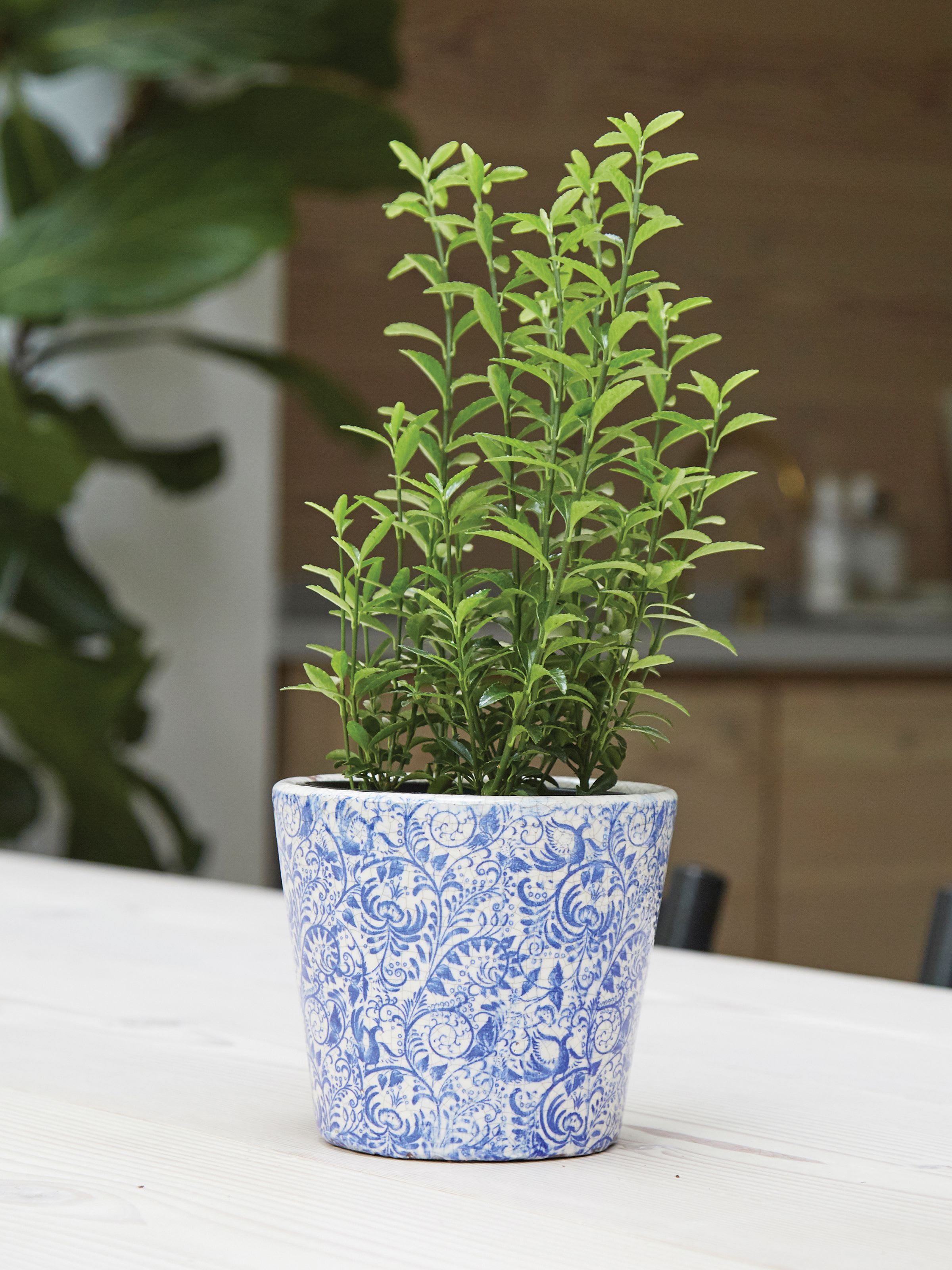 [object Object] image 1