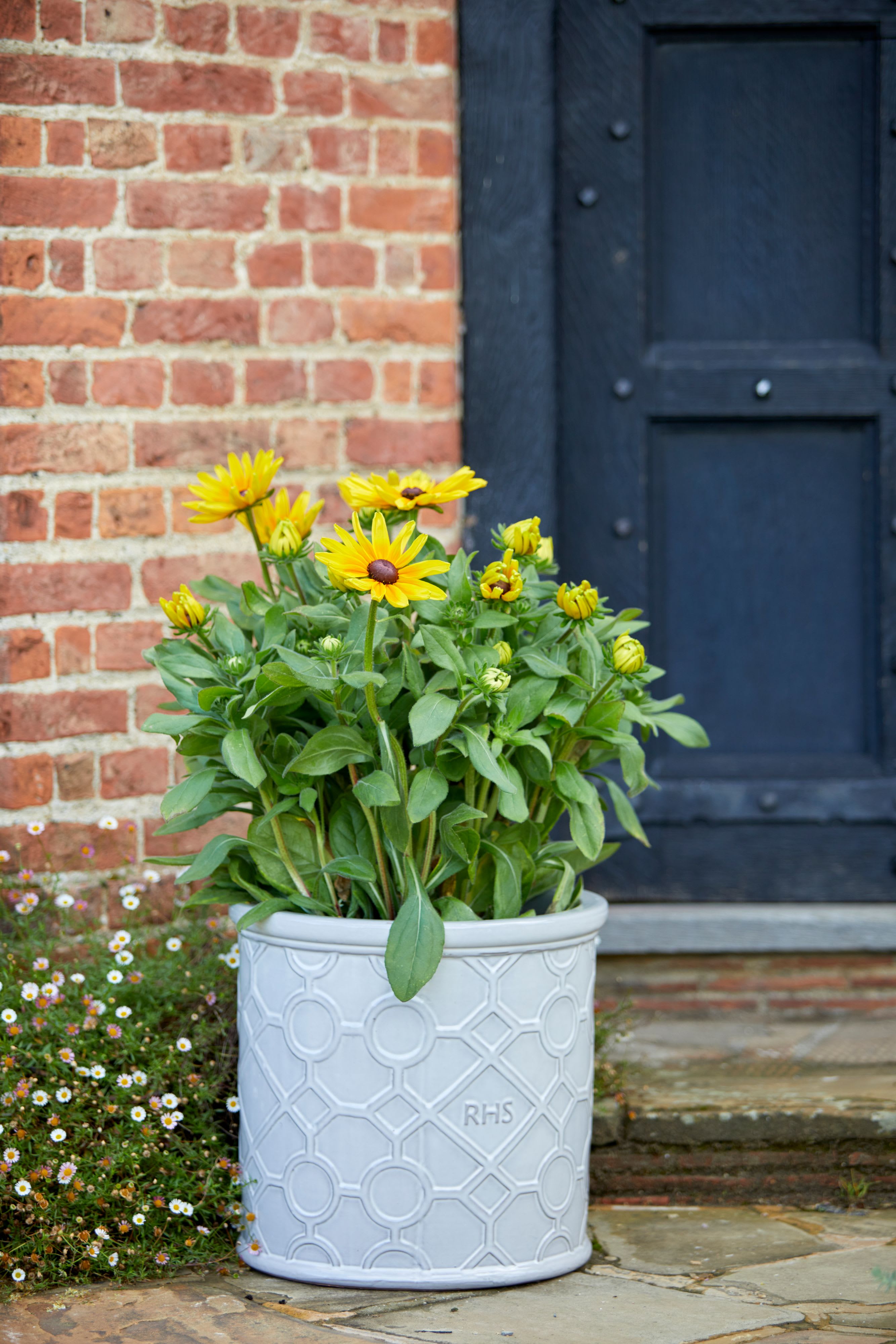 [object Object] image 5