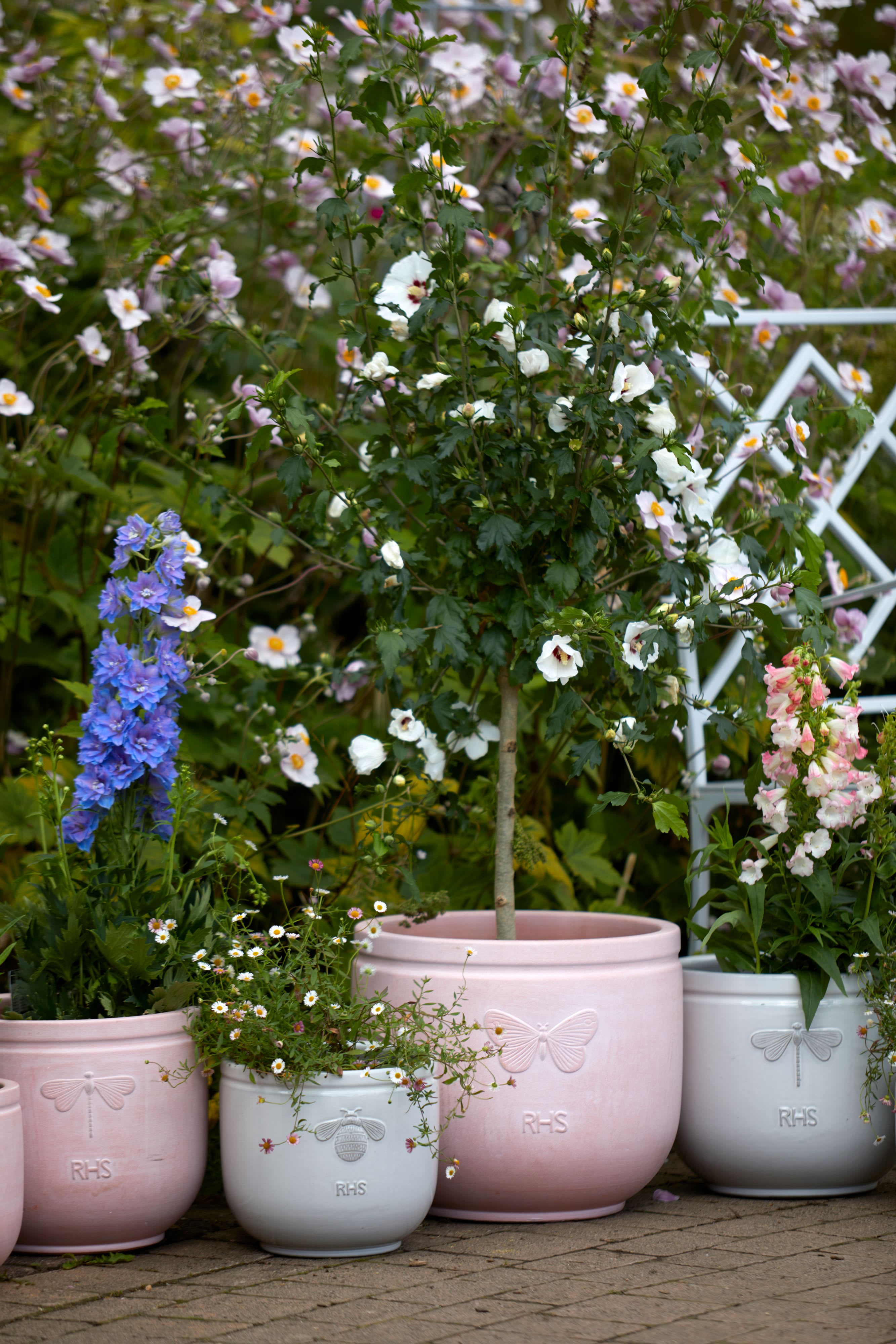 [object Object] image 4