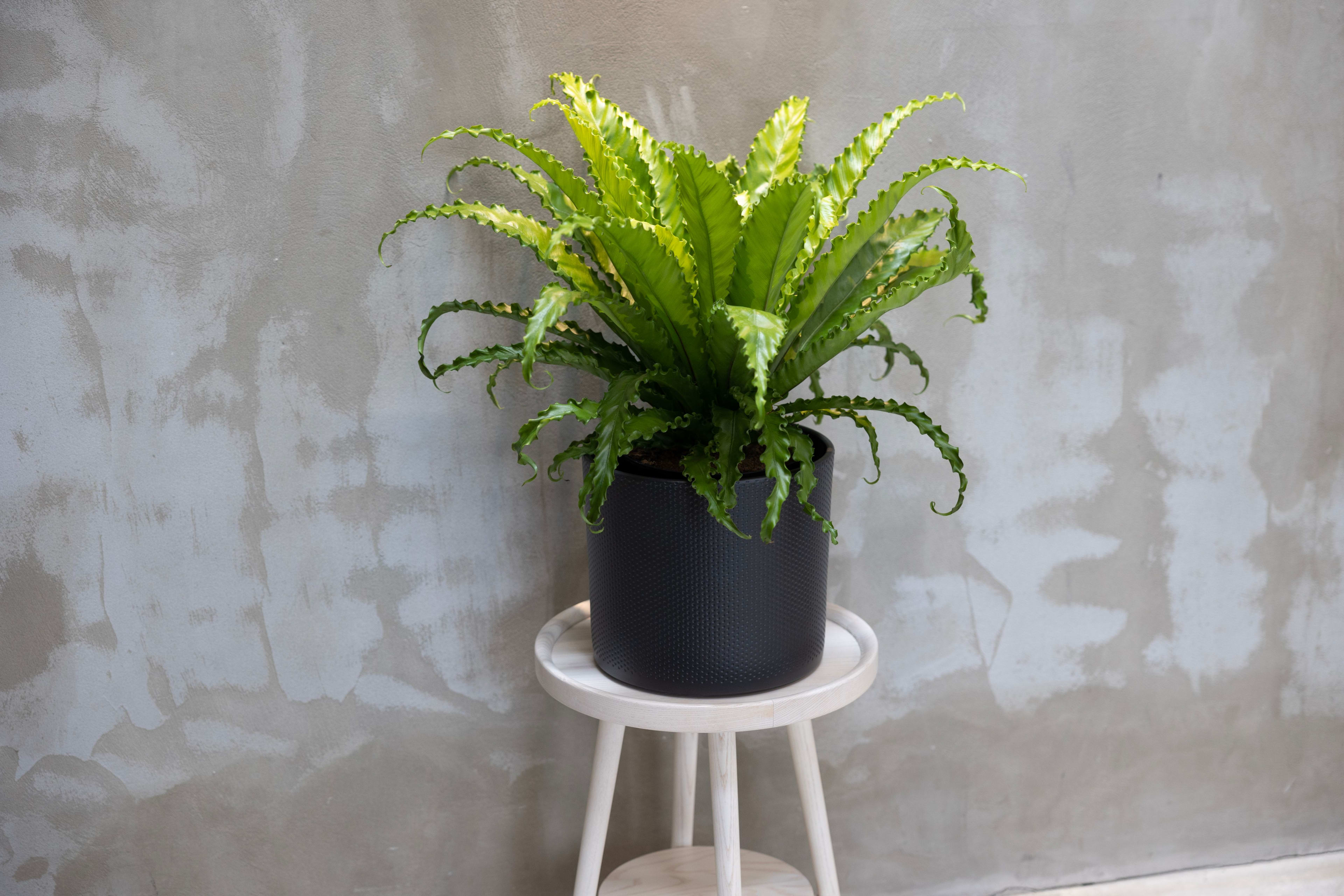 Turin Pot D.grey 28cm lifestyle