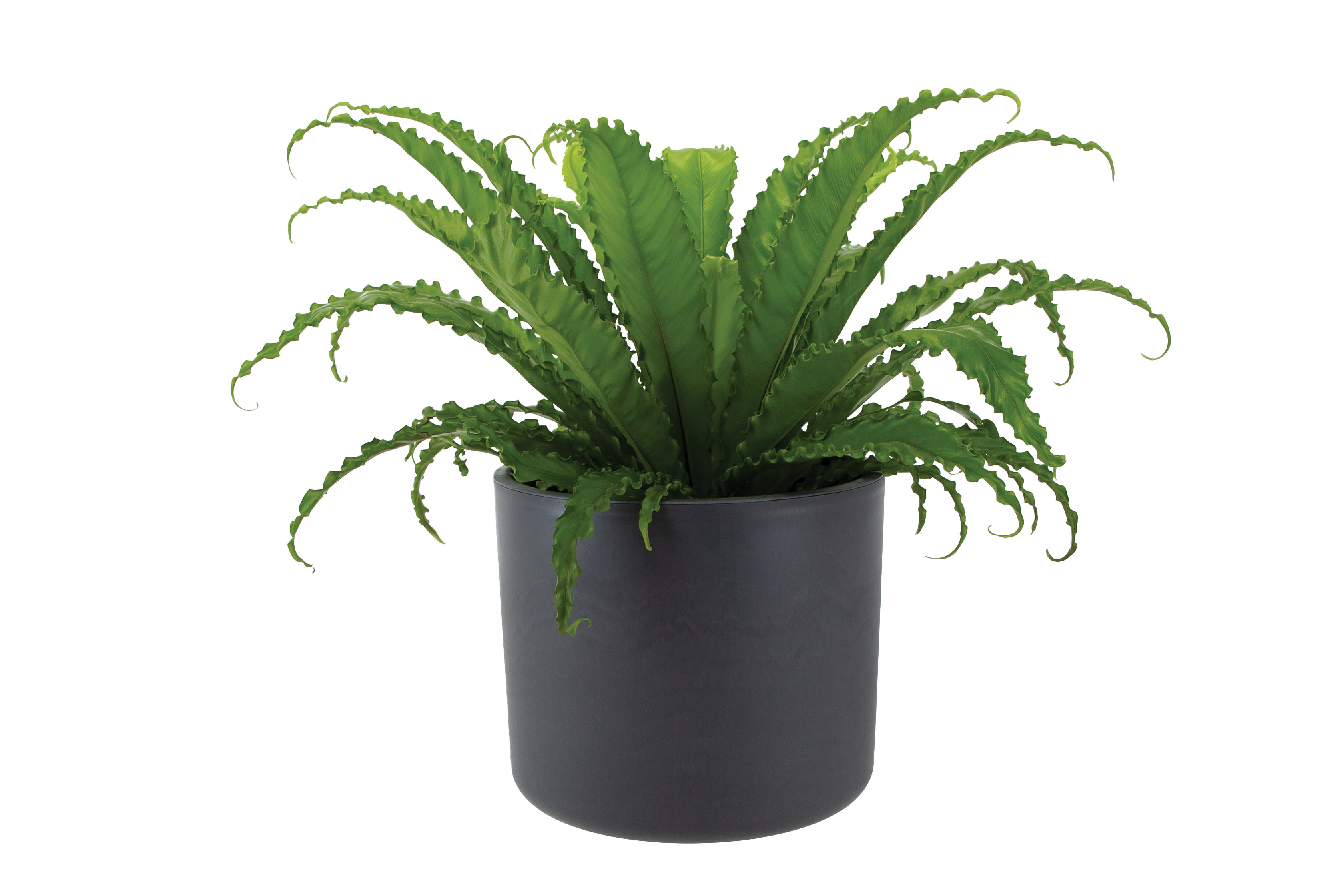 [object Object] image 1