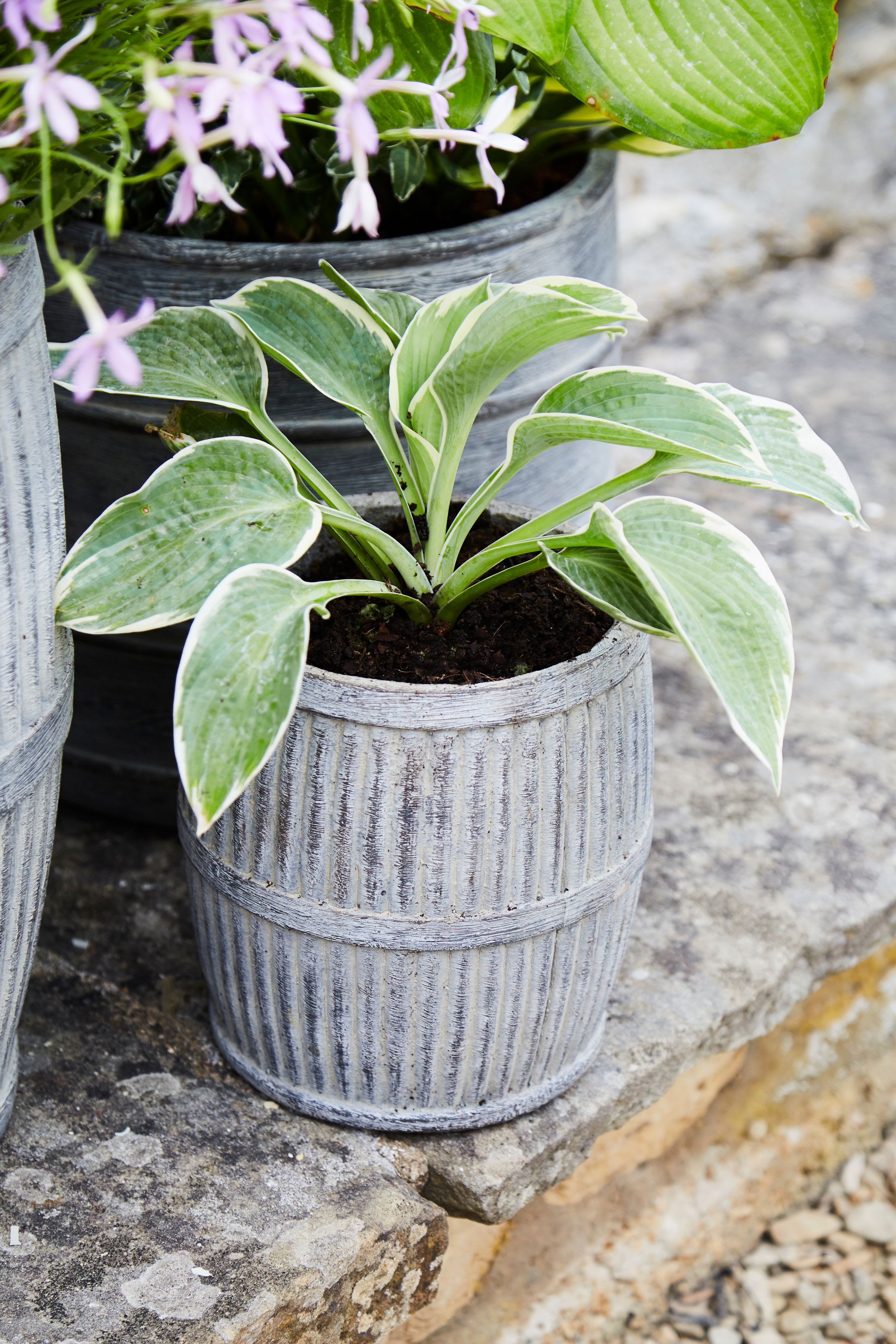 [object Object] image 4