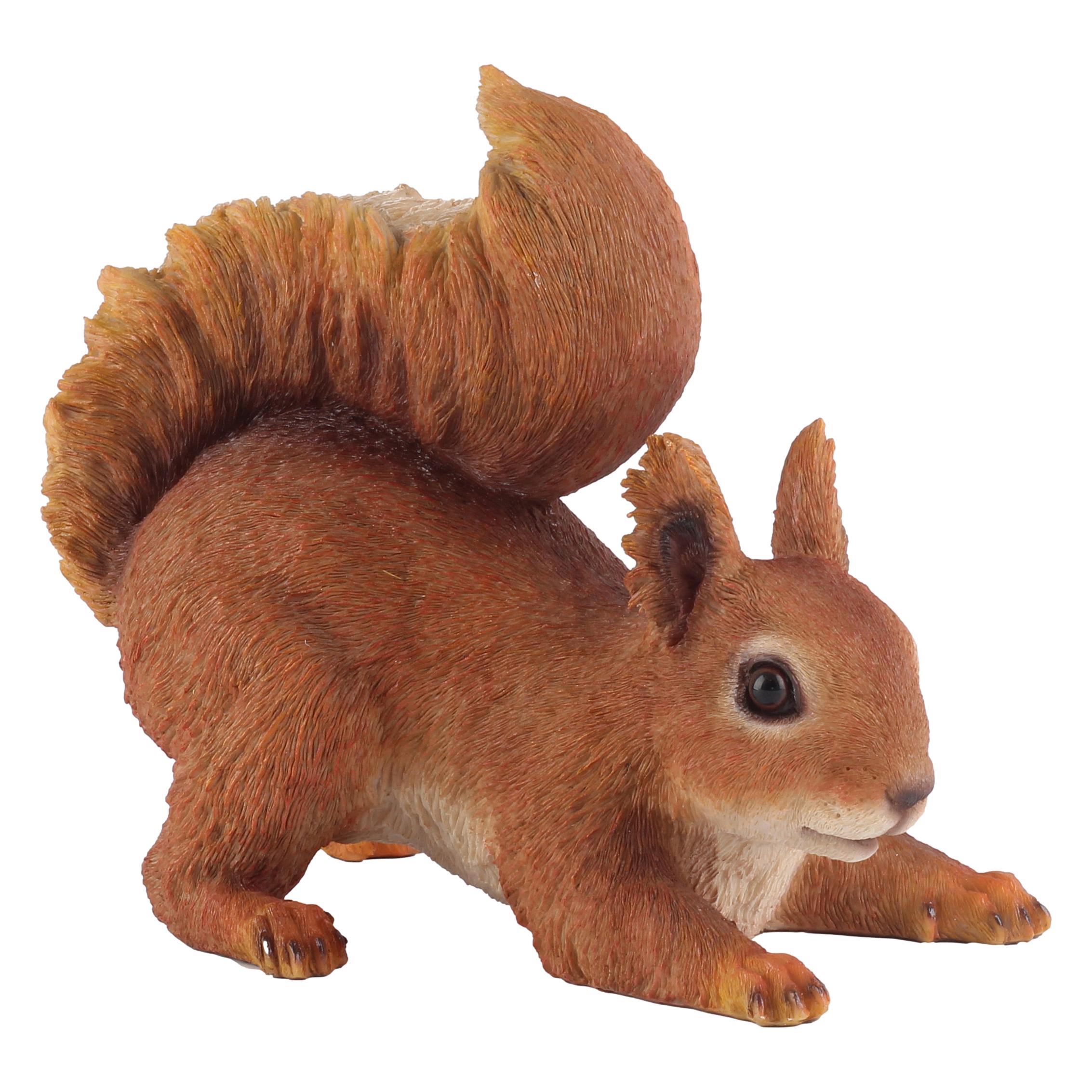 SQUIRRELR1