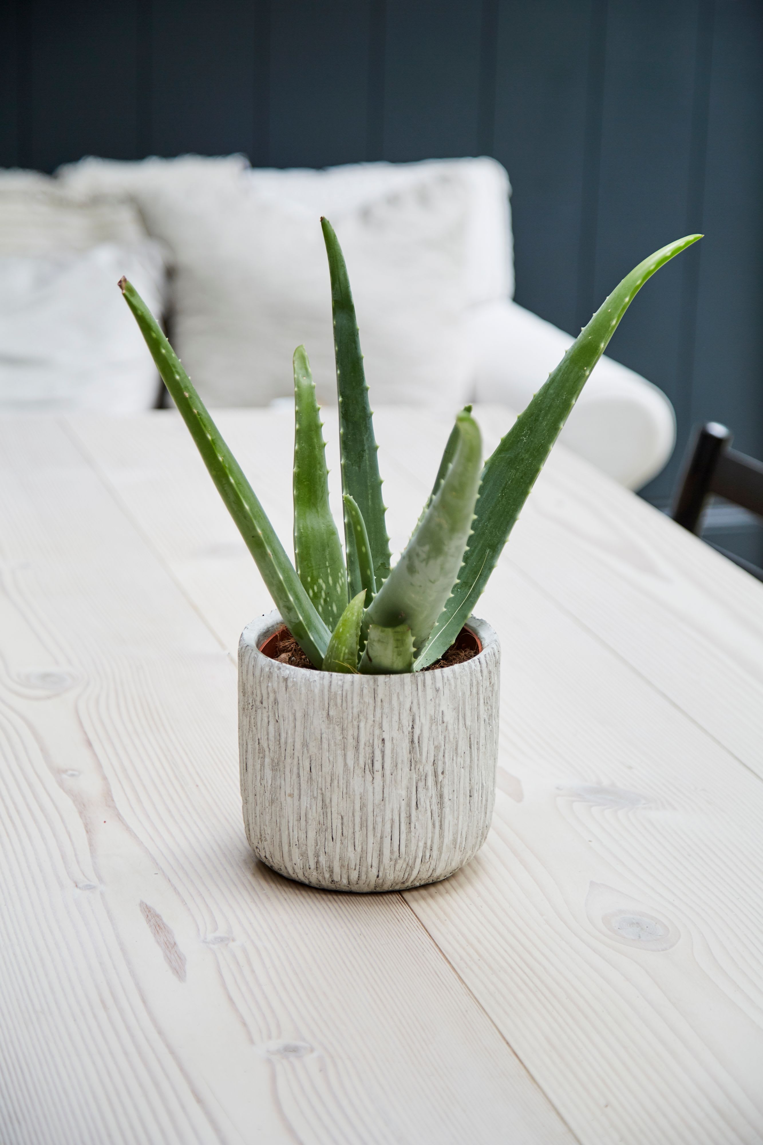 10cm Carved Indoor Pot lifestyle