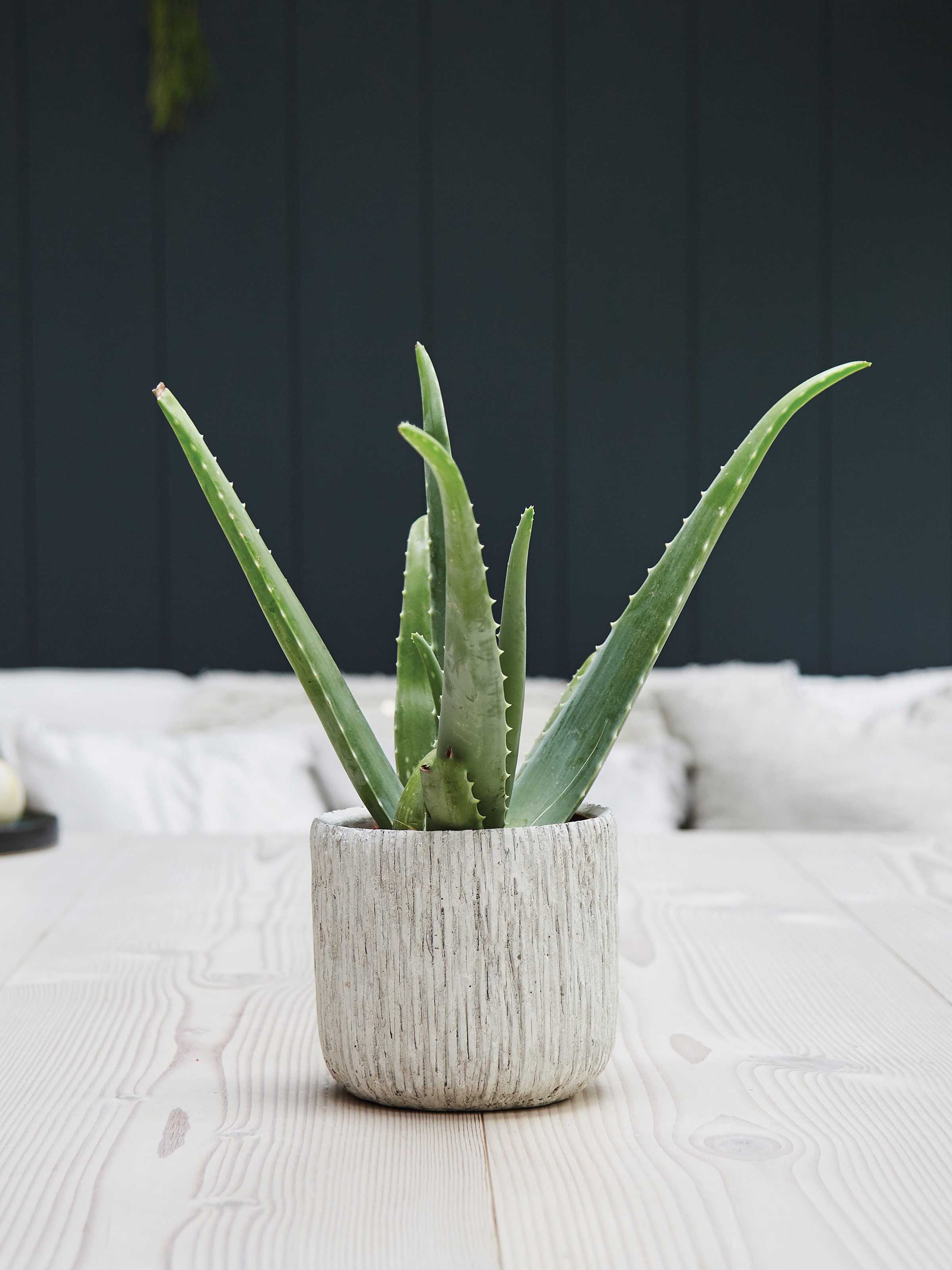 [object Object] image 2