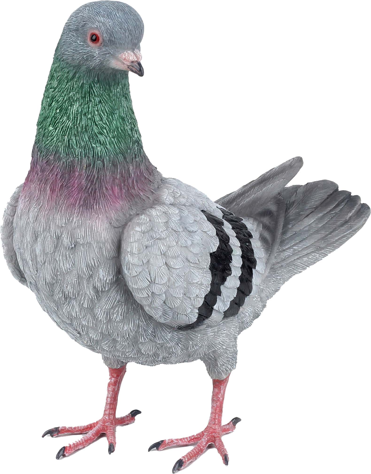 PIGEONR1