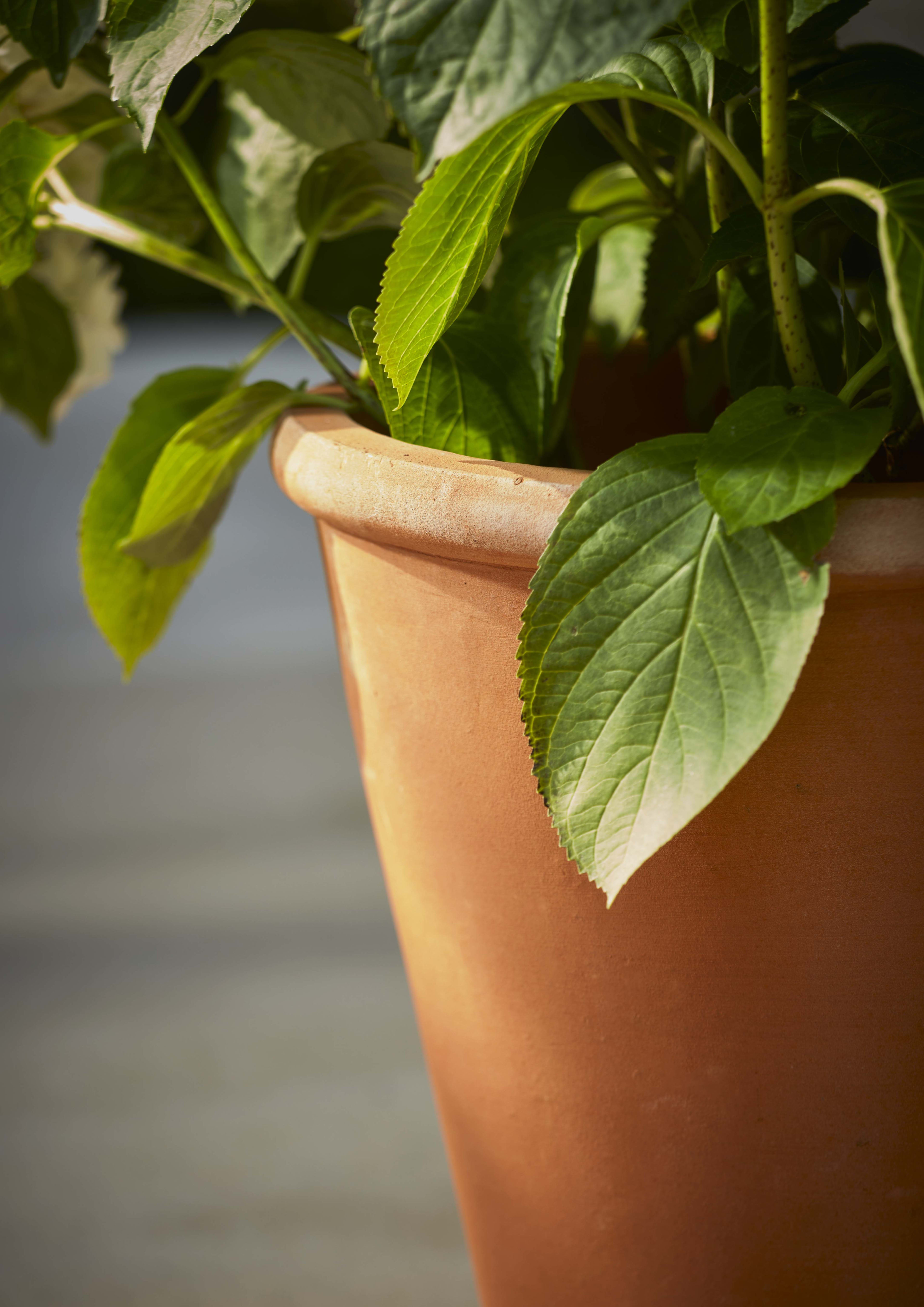 [object Object] image 4