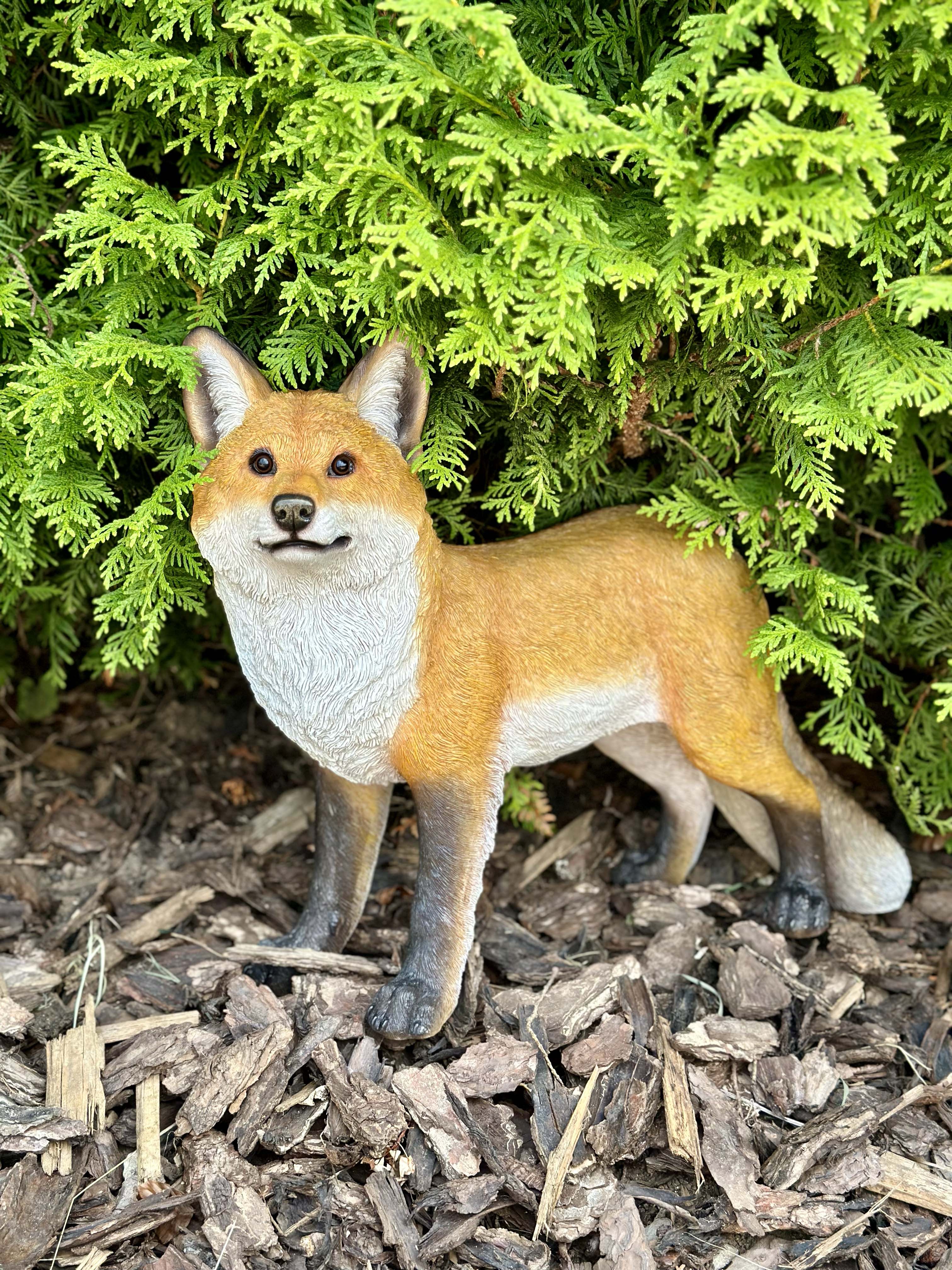 FOXR2