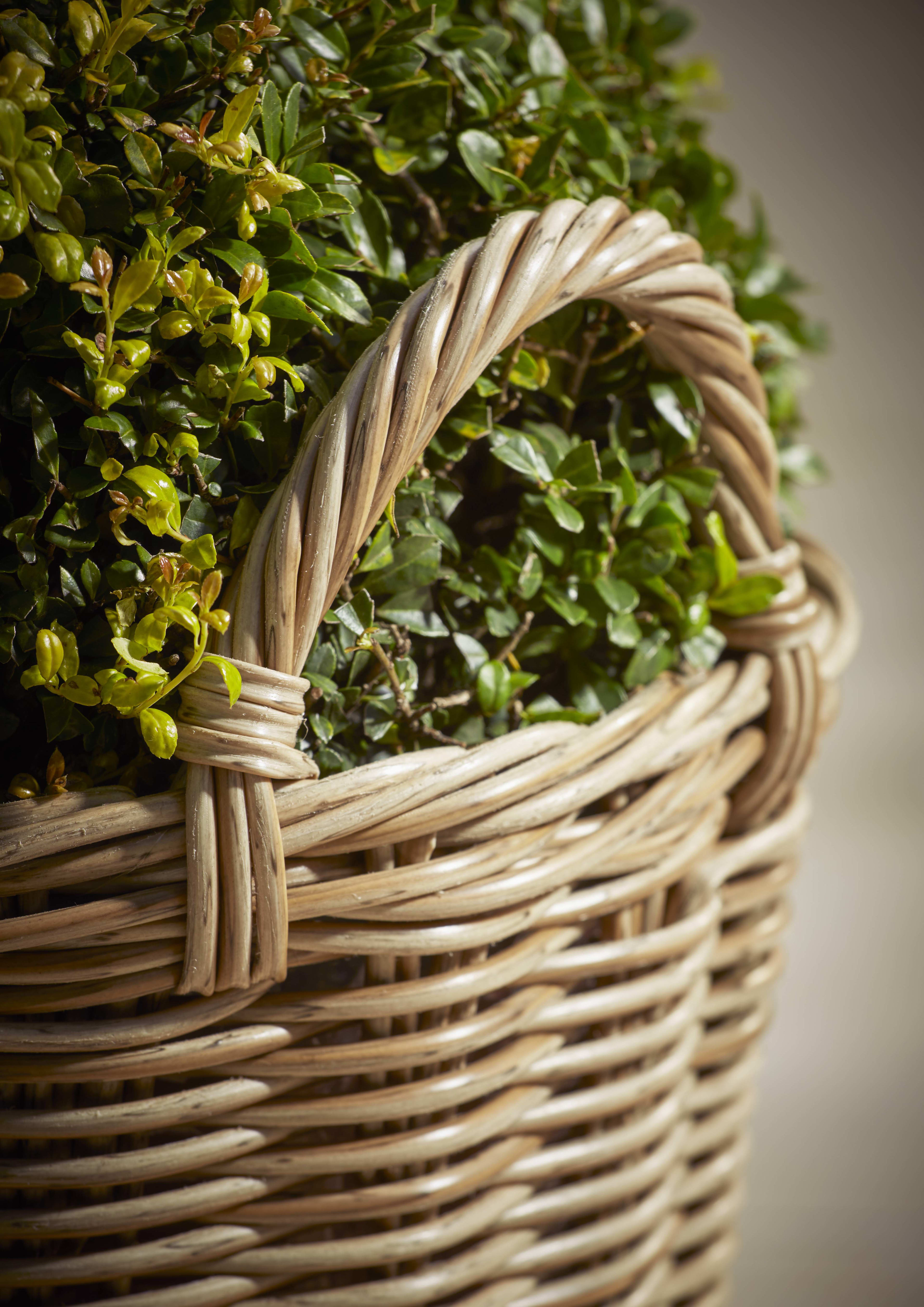 [object Object] image 2