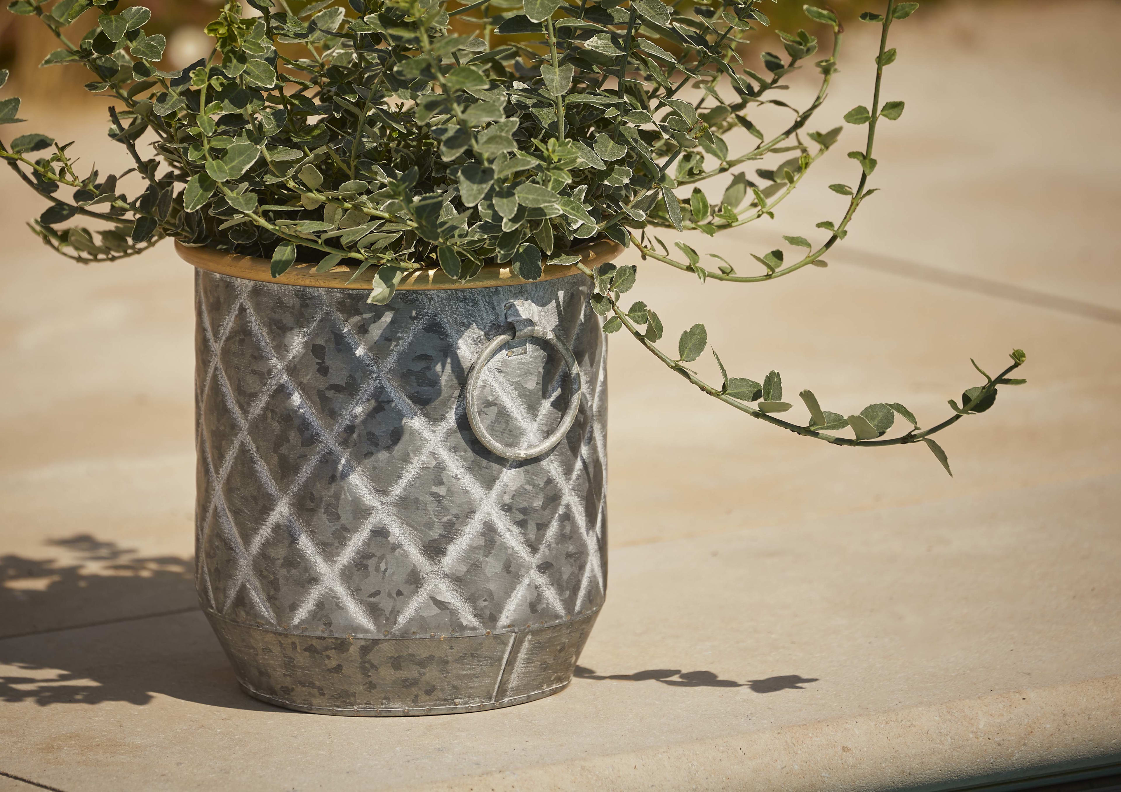 [object Object] image 2