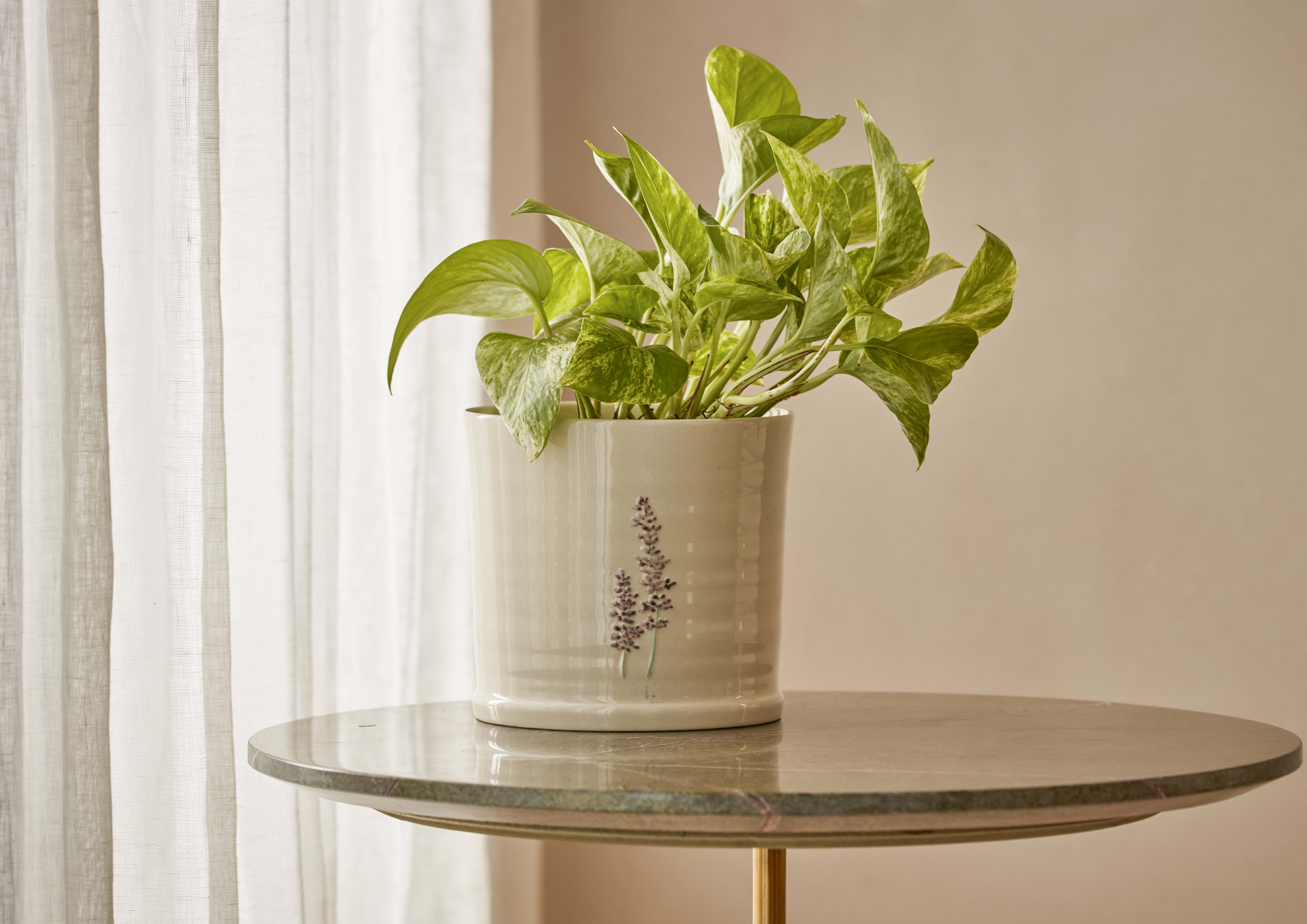 [object Object] image 2