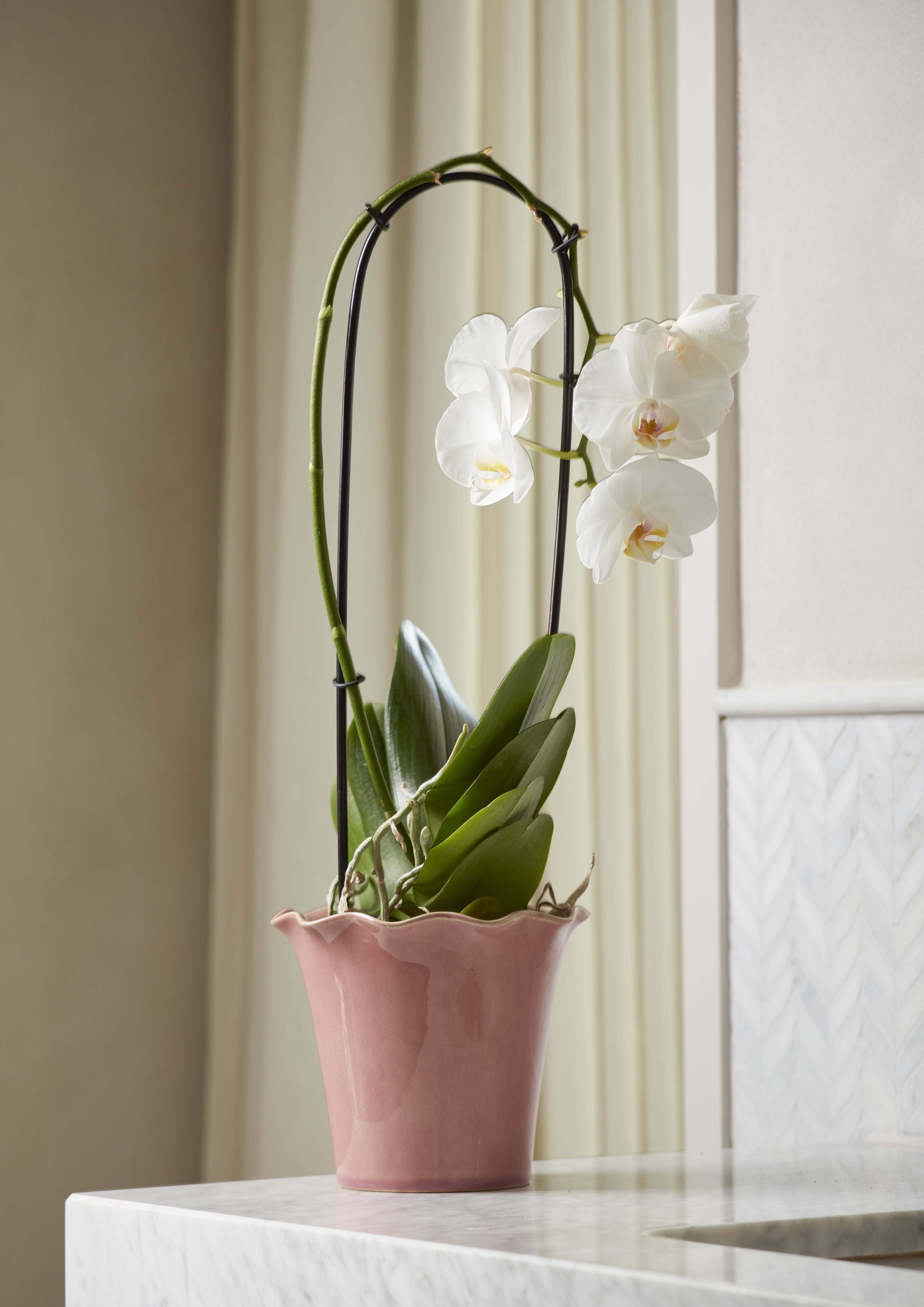 Cora Pot Rose 12cm lifestyle