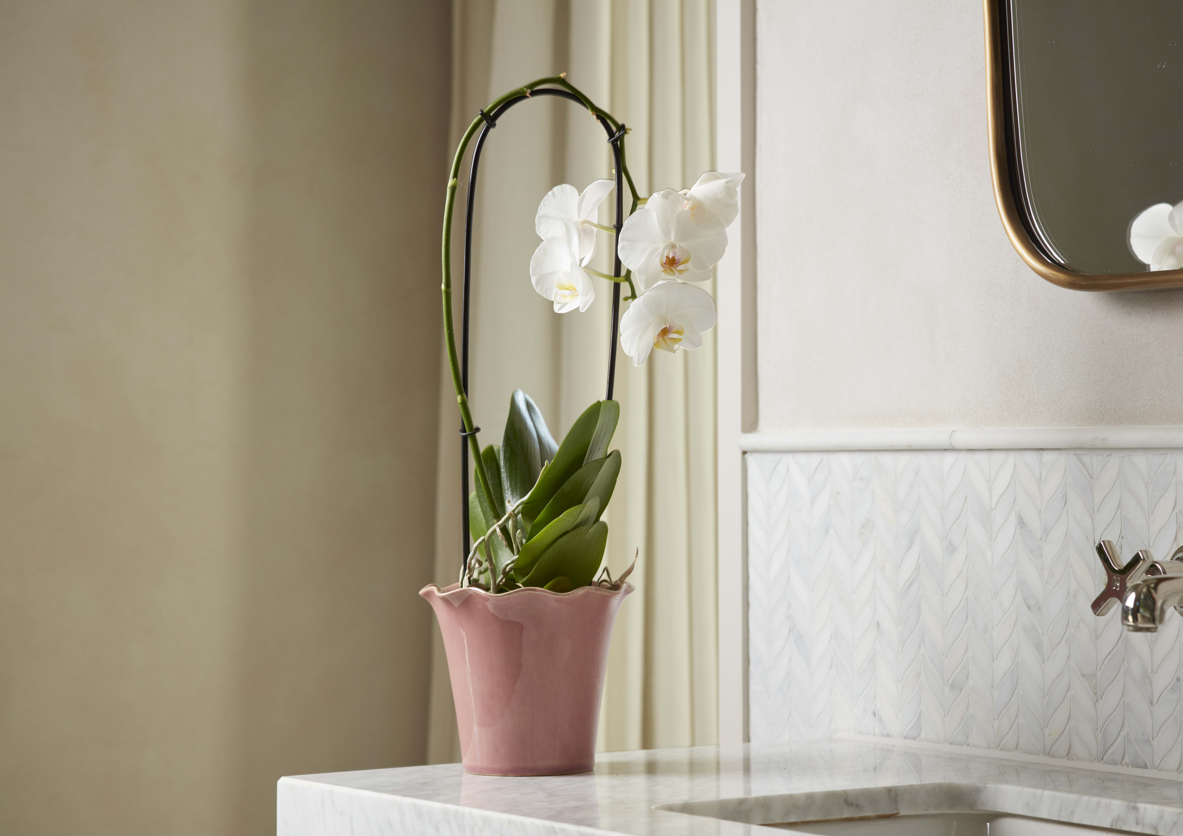 [object Object] image 3