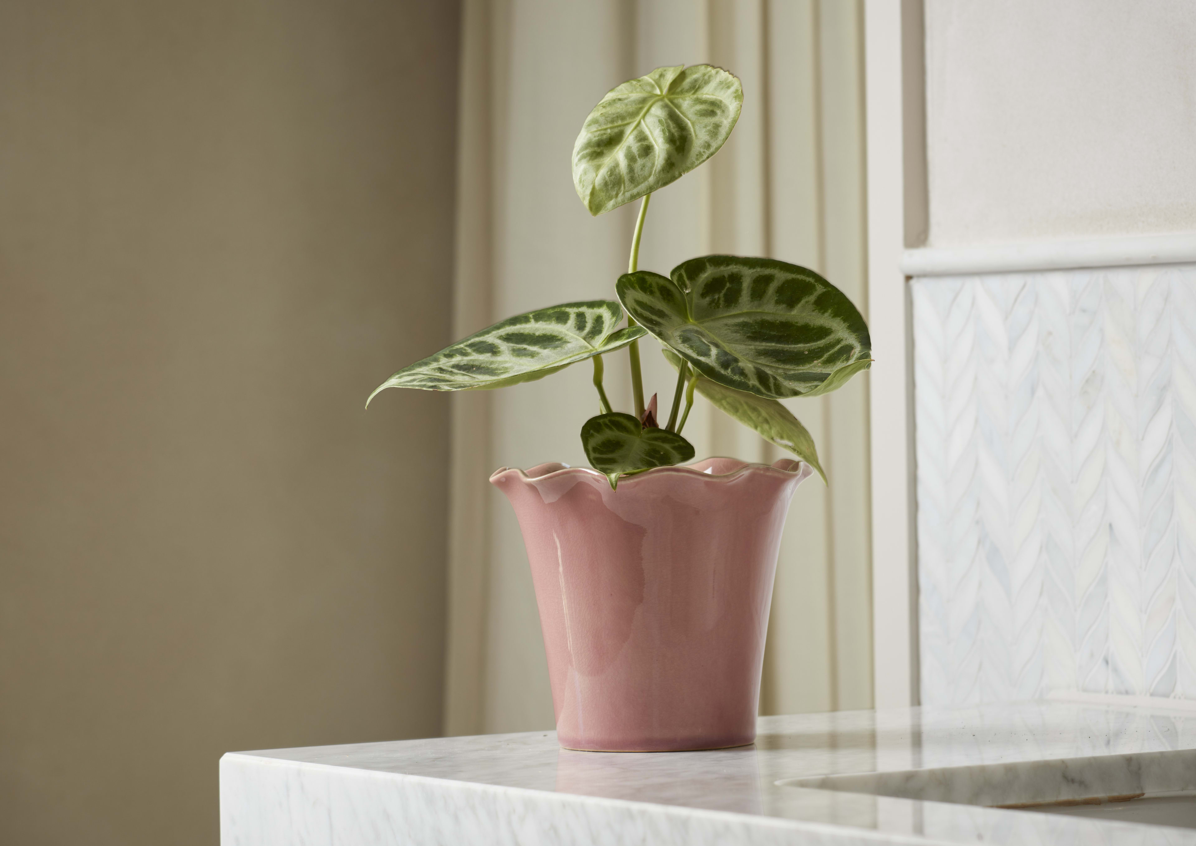 [object Object] image 4