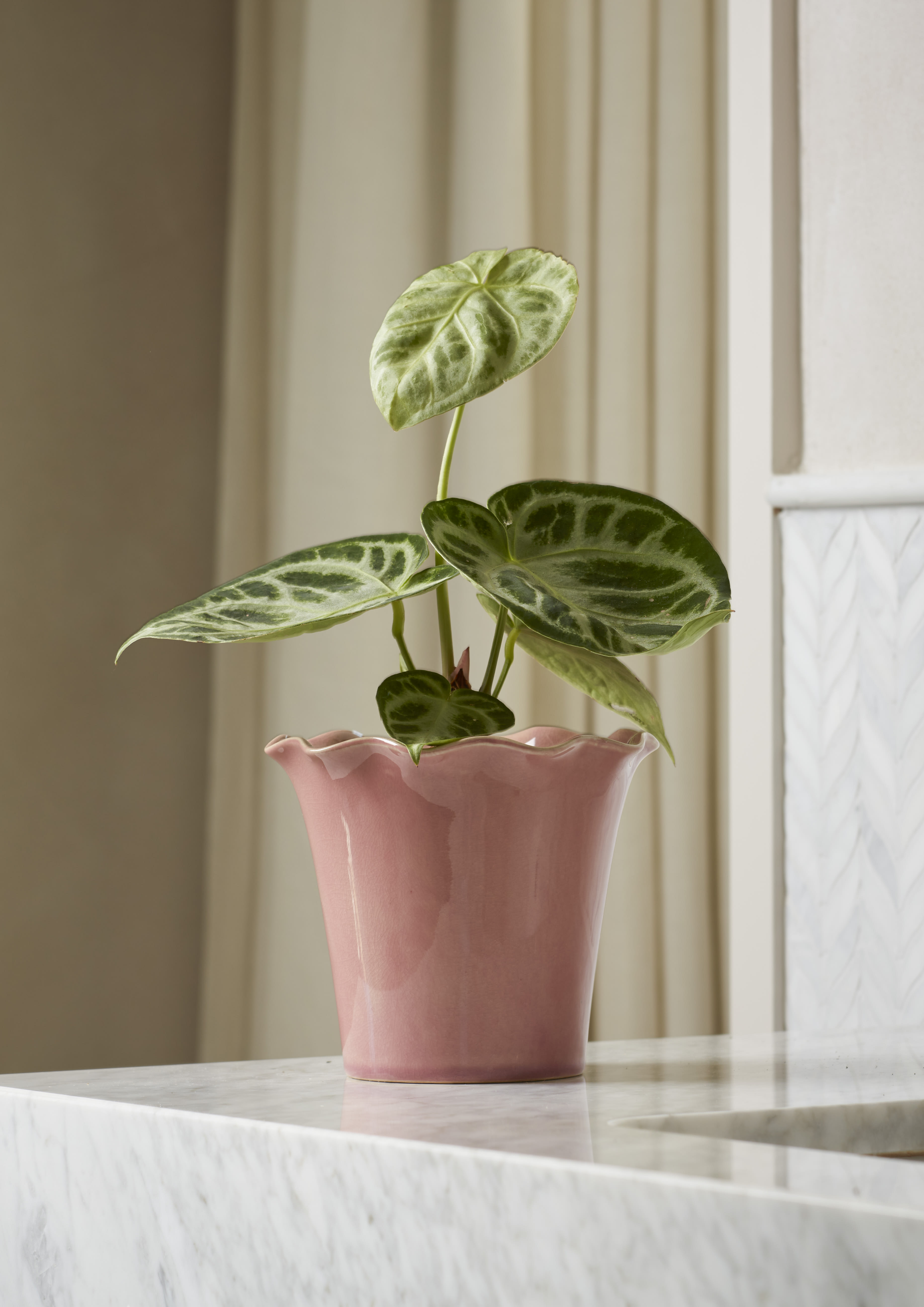 [object Object] image 2