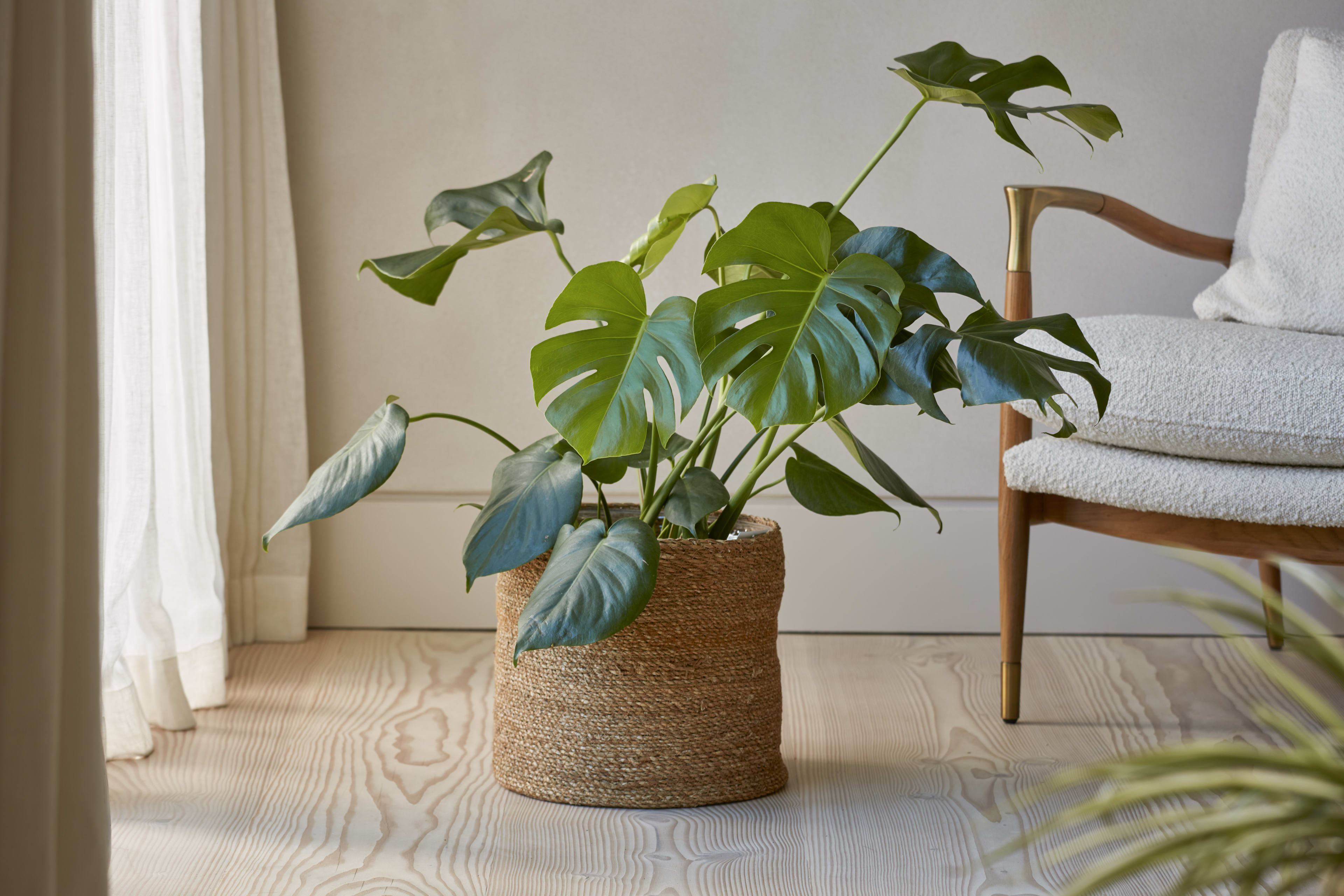 Chai 12cm Pot Natural lifestyle