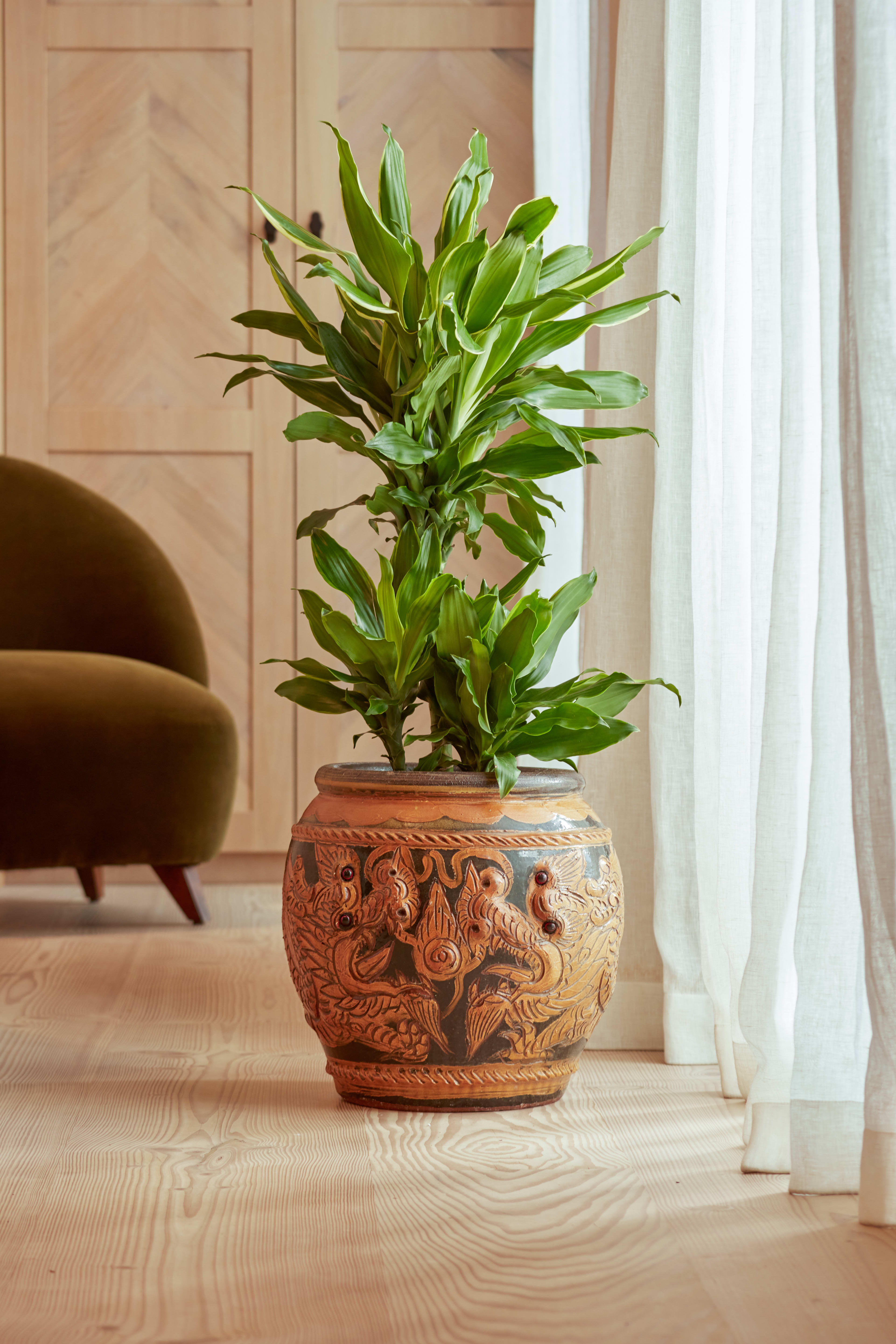 35x36cm Dragonj Pots lifestyle