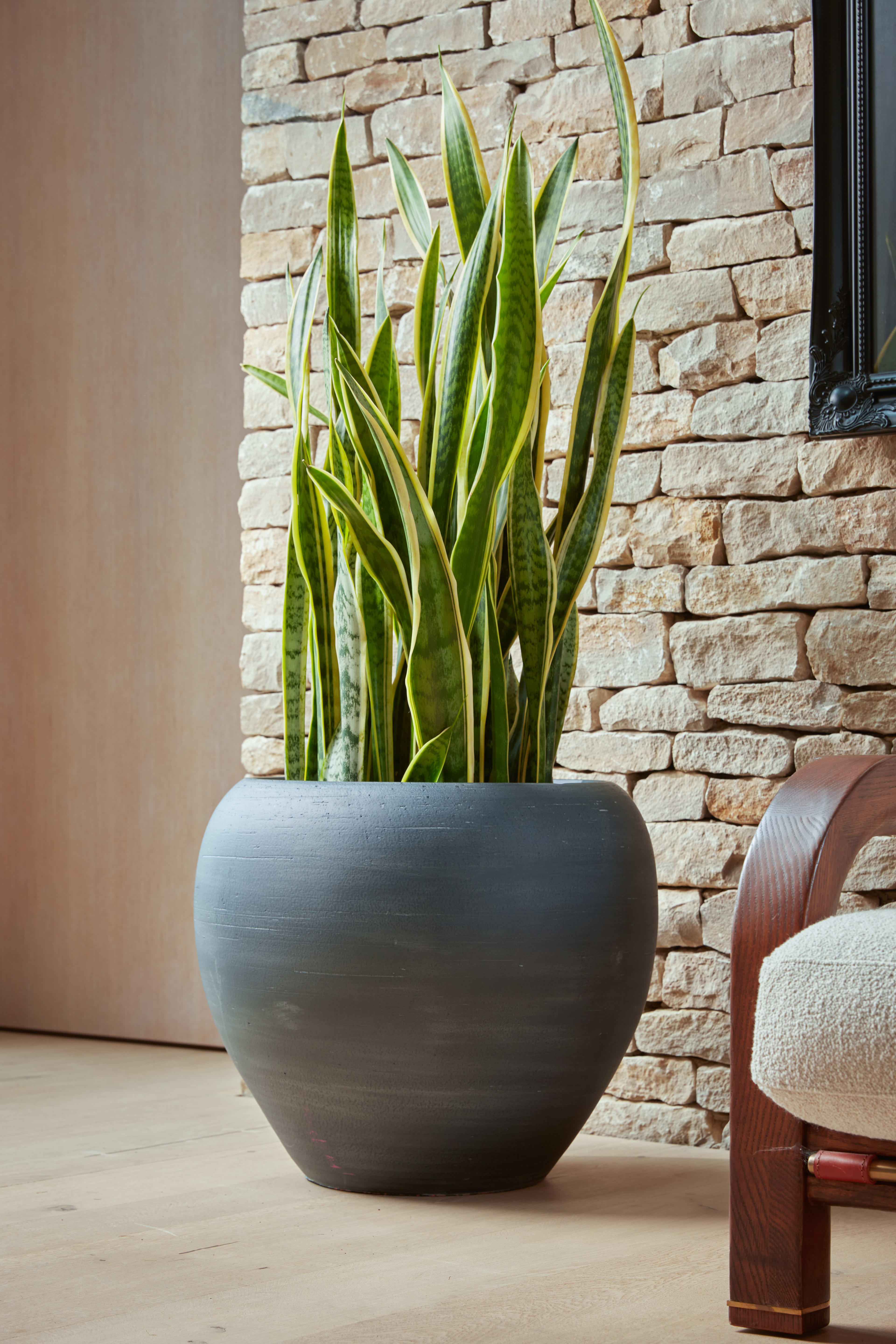 Ezra Pot Black 55cm lifestyle