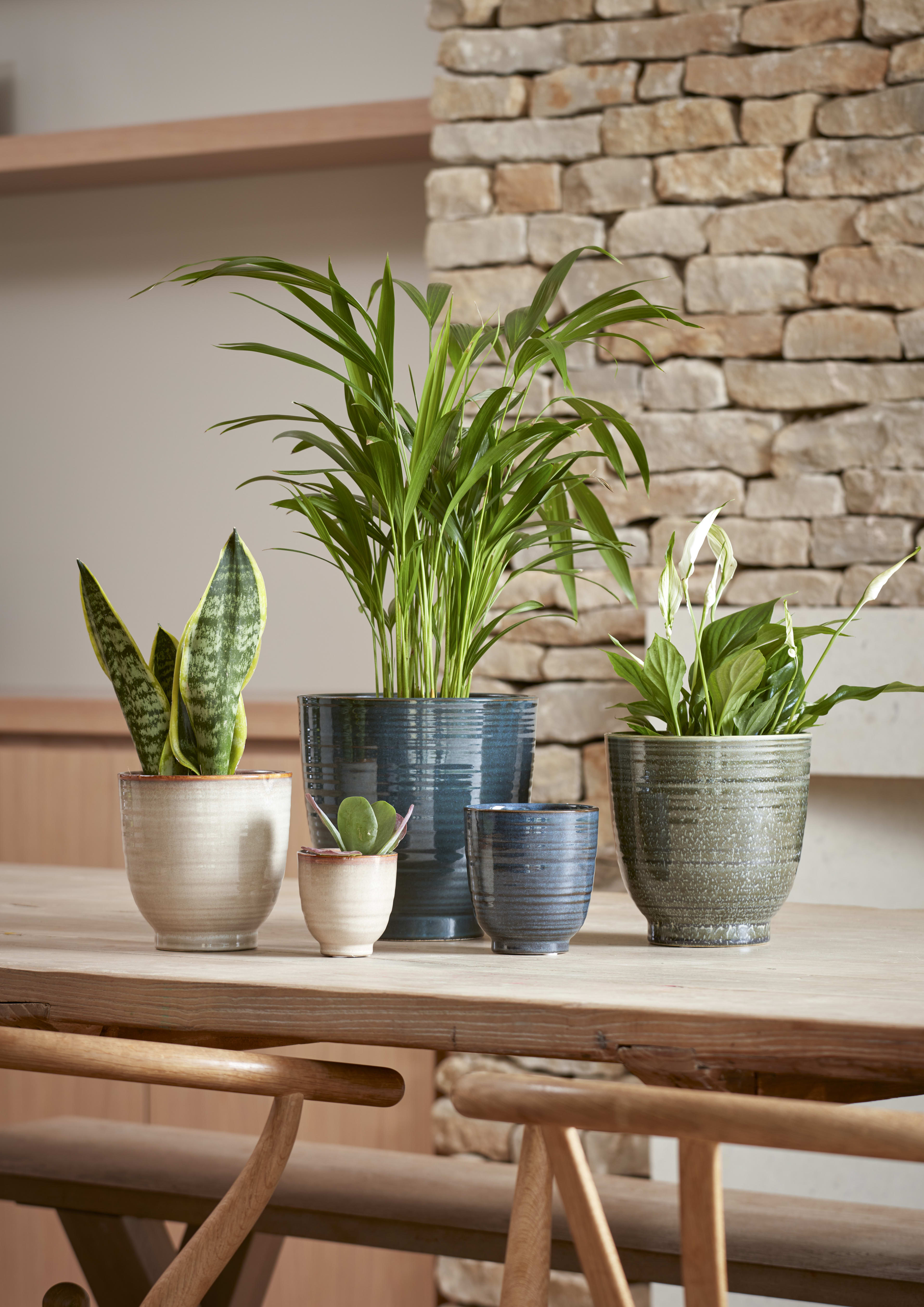 Fergus Pot Blue 12cm lifestyle