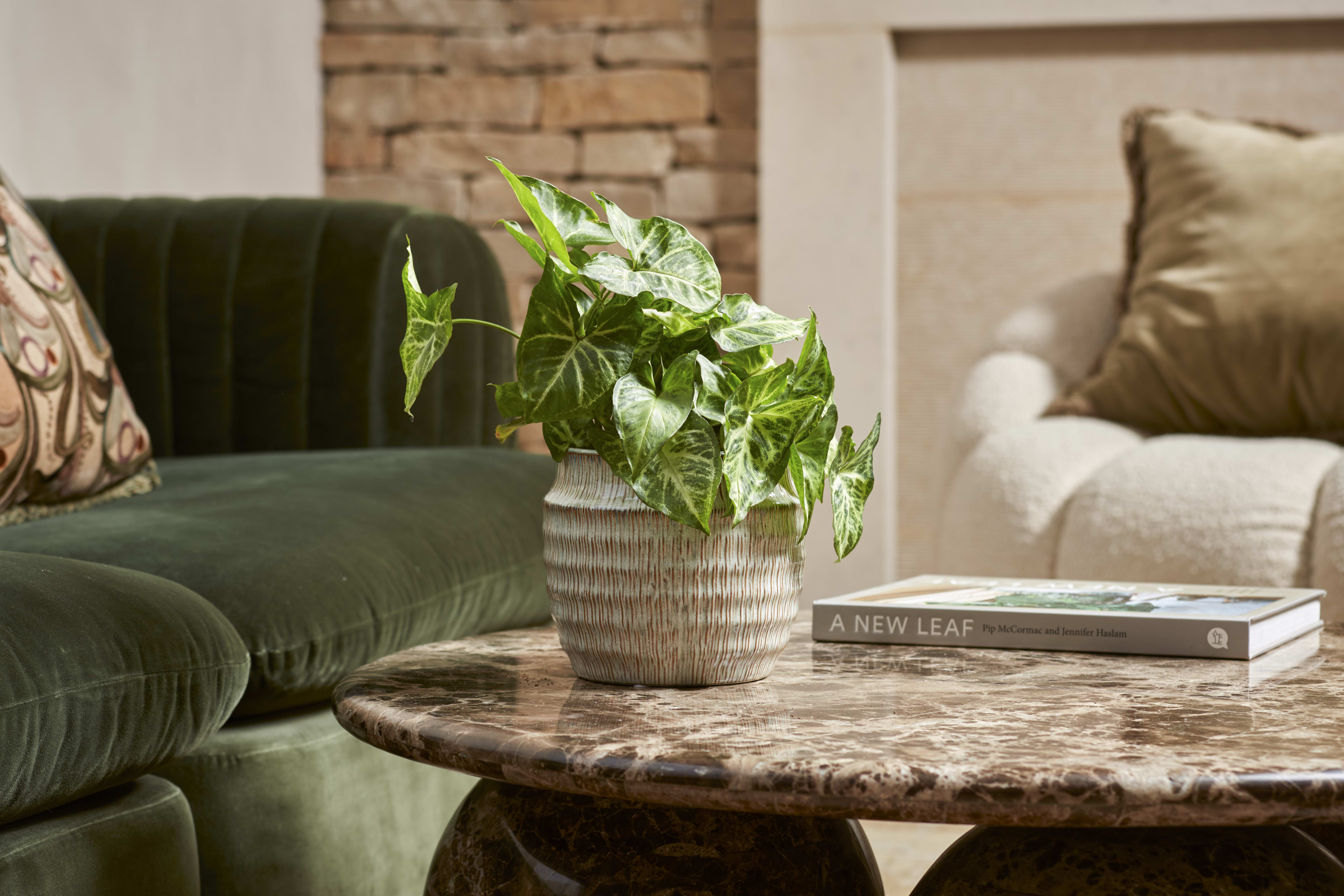 [object Object] image 2