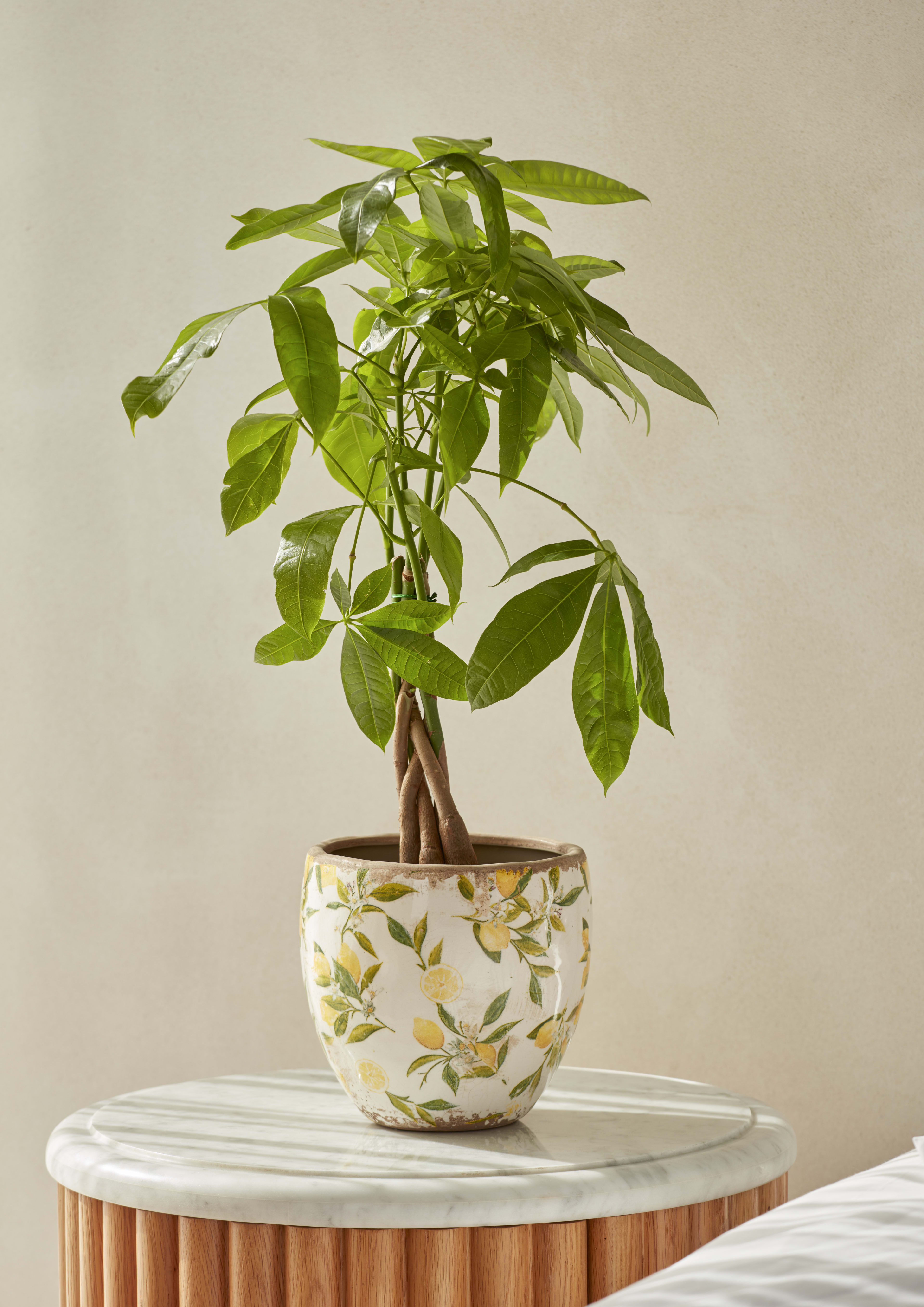 Lemon Pot 13cm lifestyle