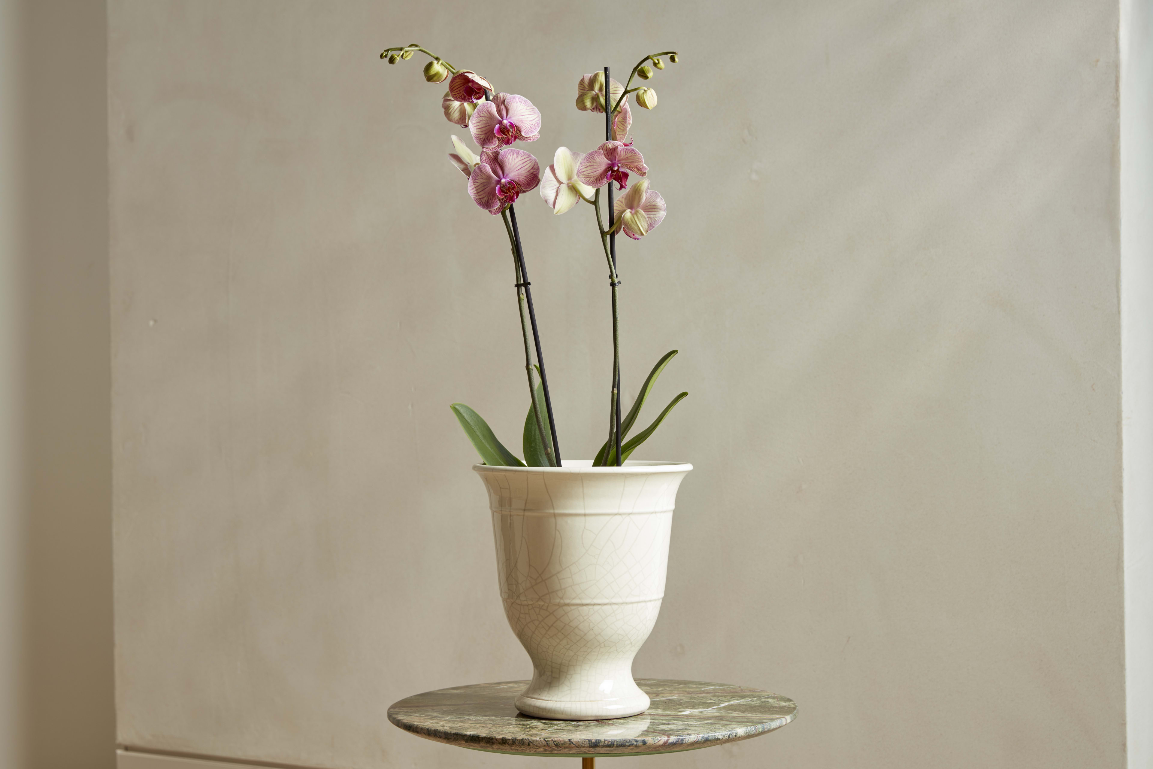 [object Object] image 2