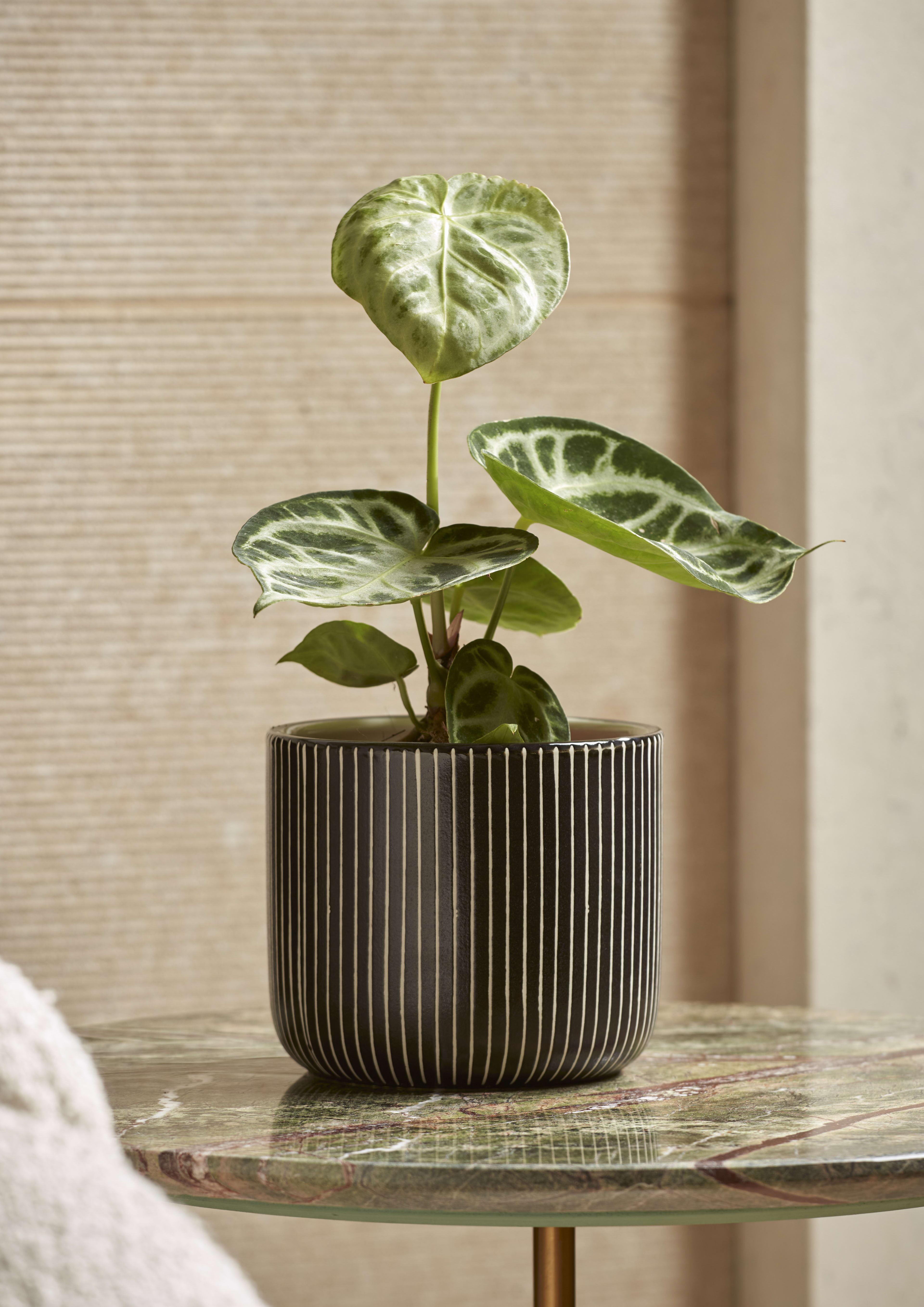 15cm Mono Stripe Pot lifestyle