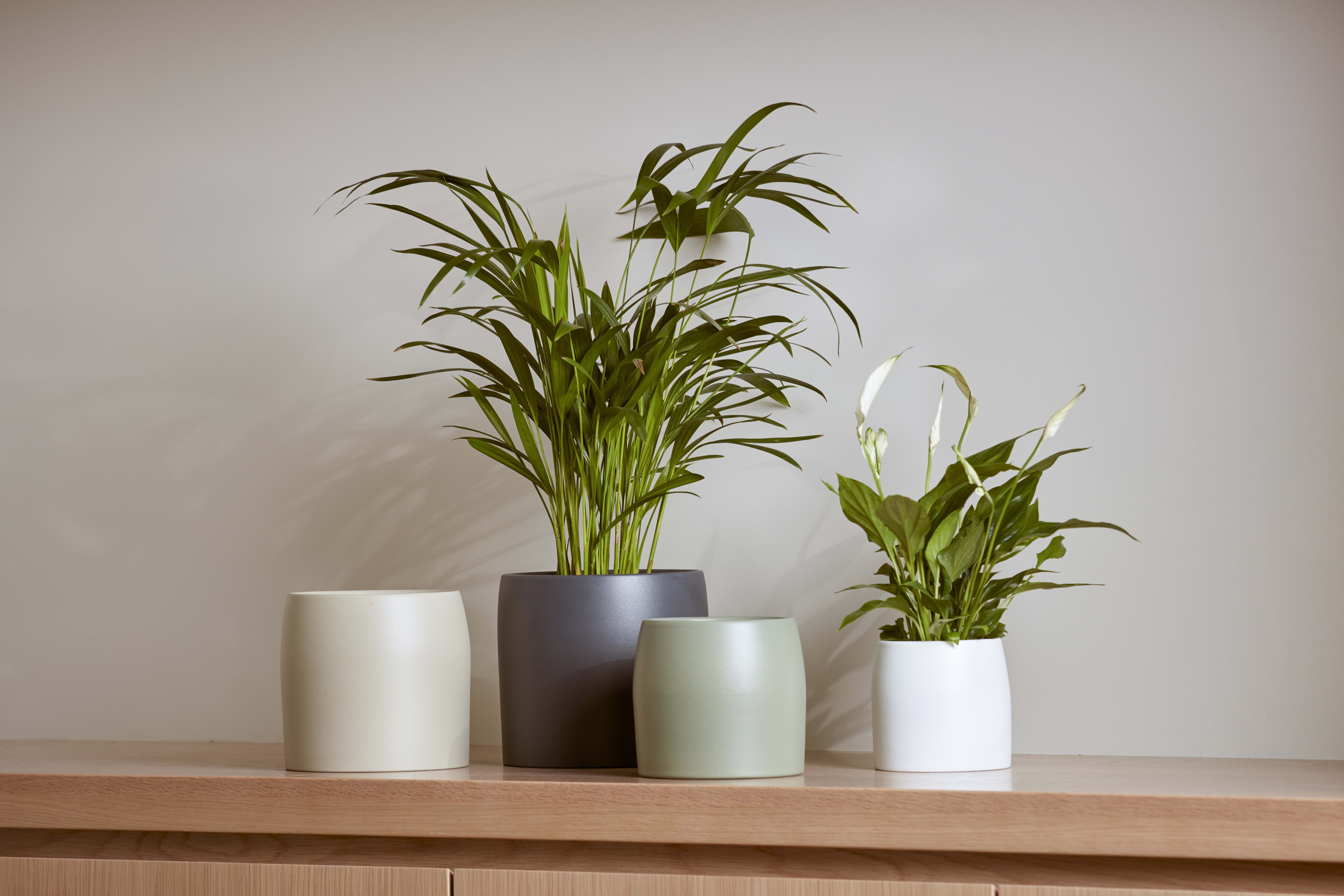 [object Object] image 2