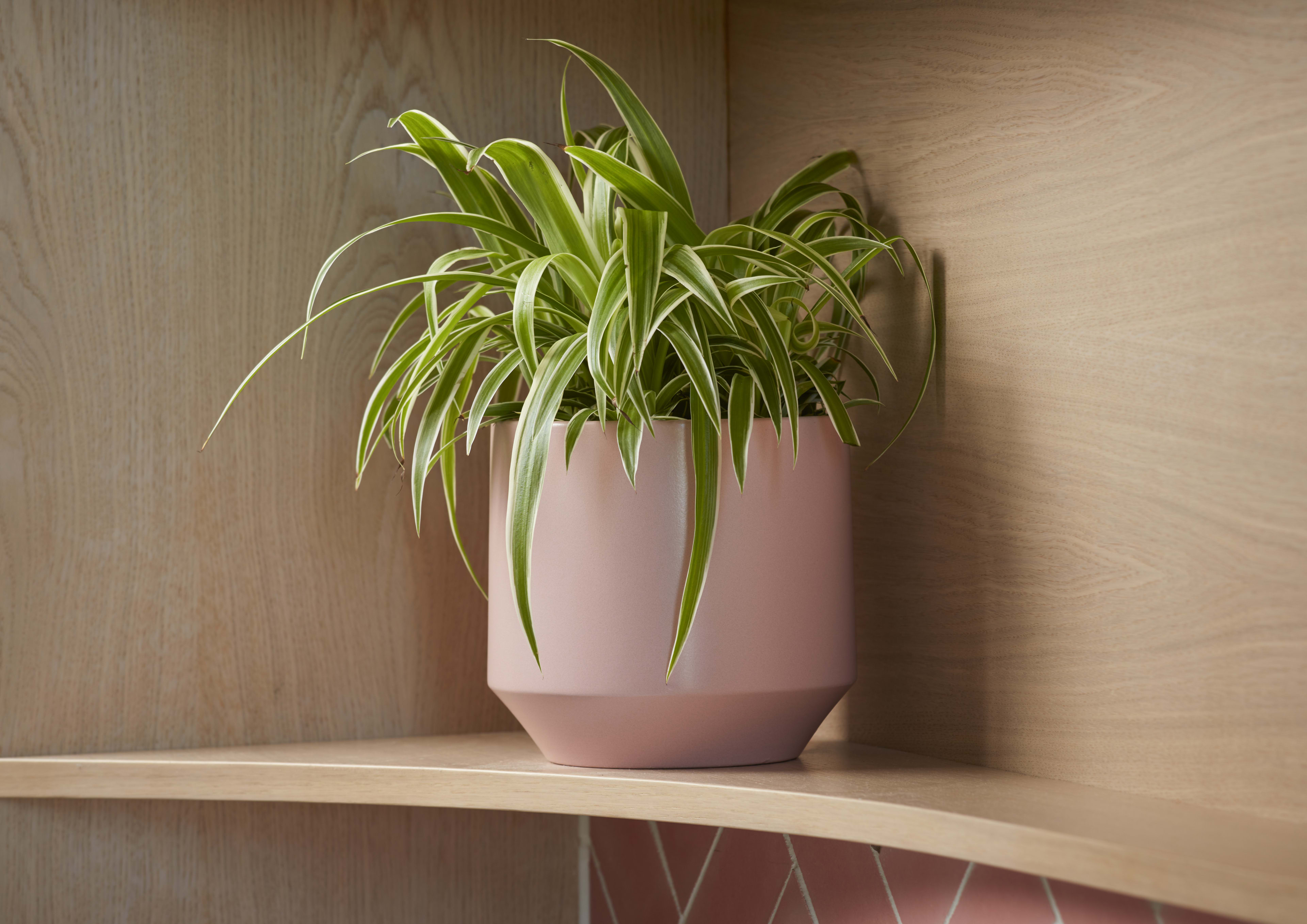 [object Object] image 2