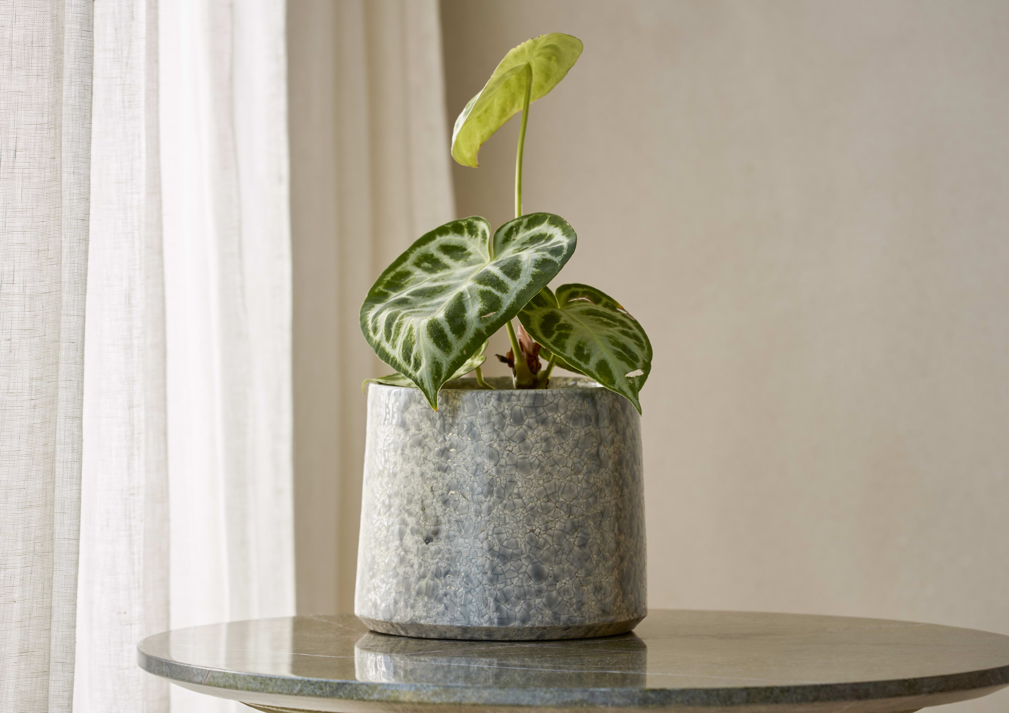 [object Object] image 2