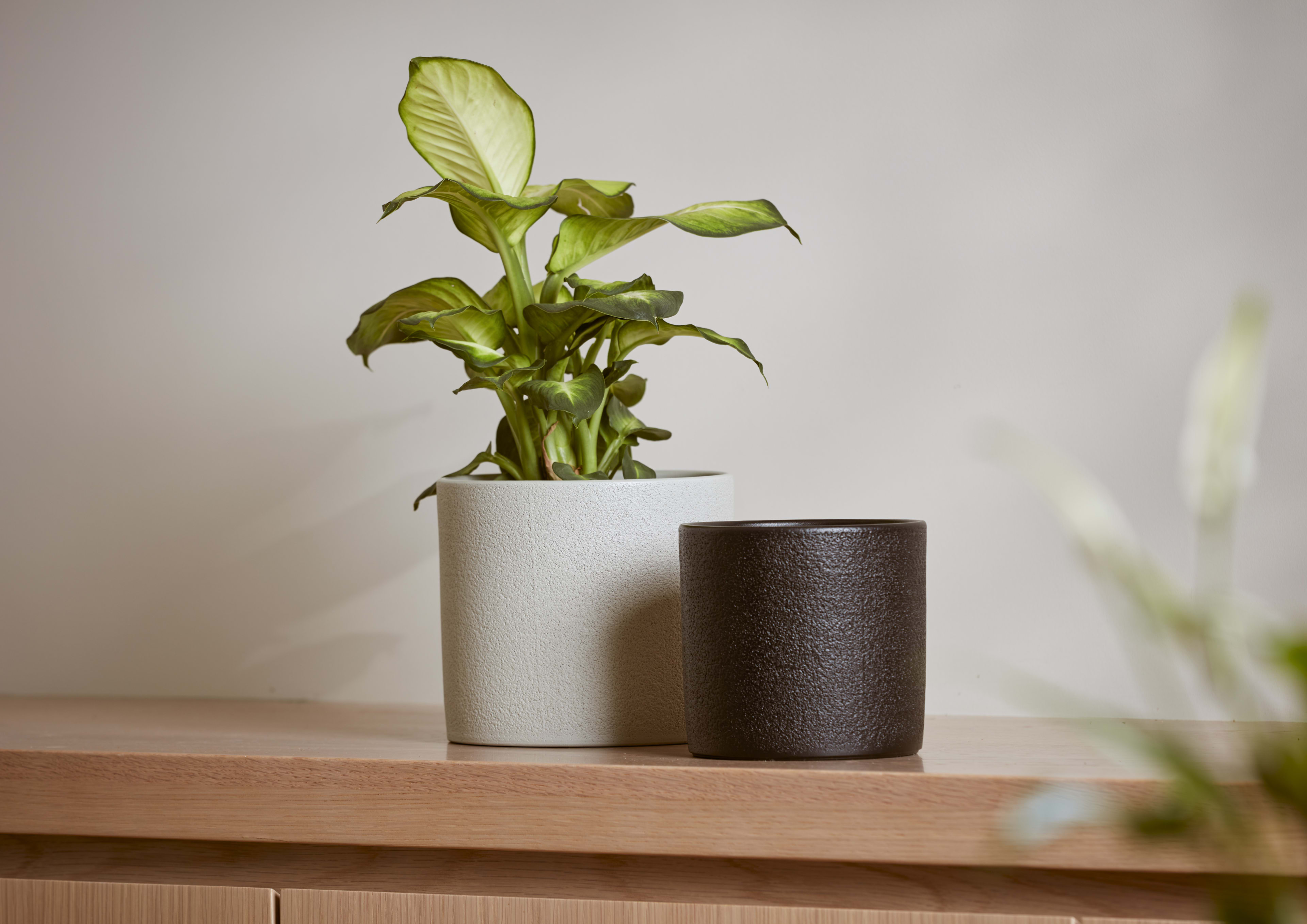 [object Object] image 2