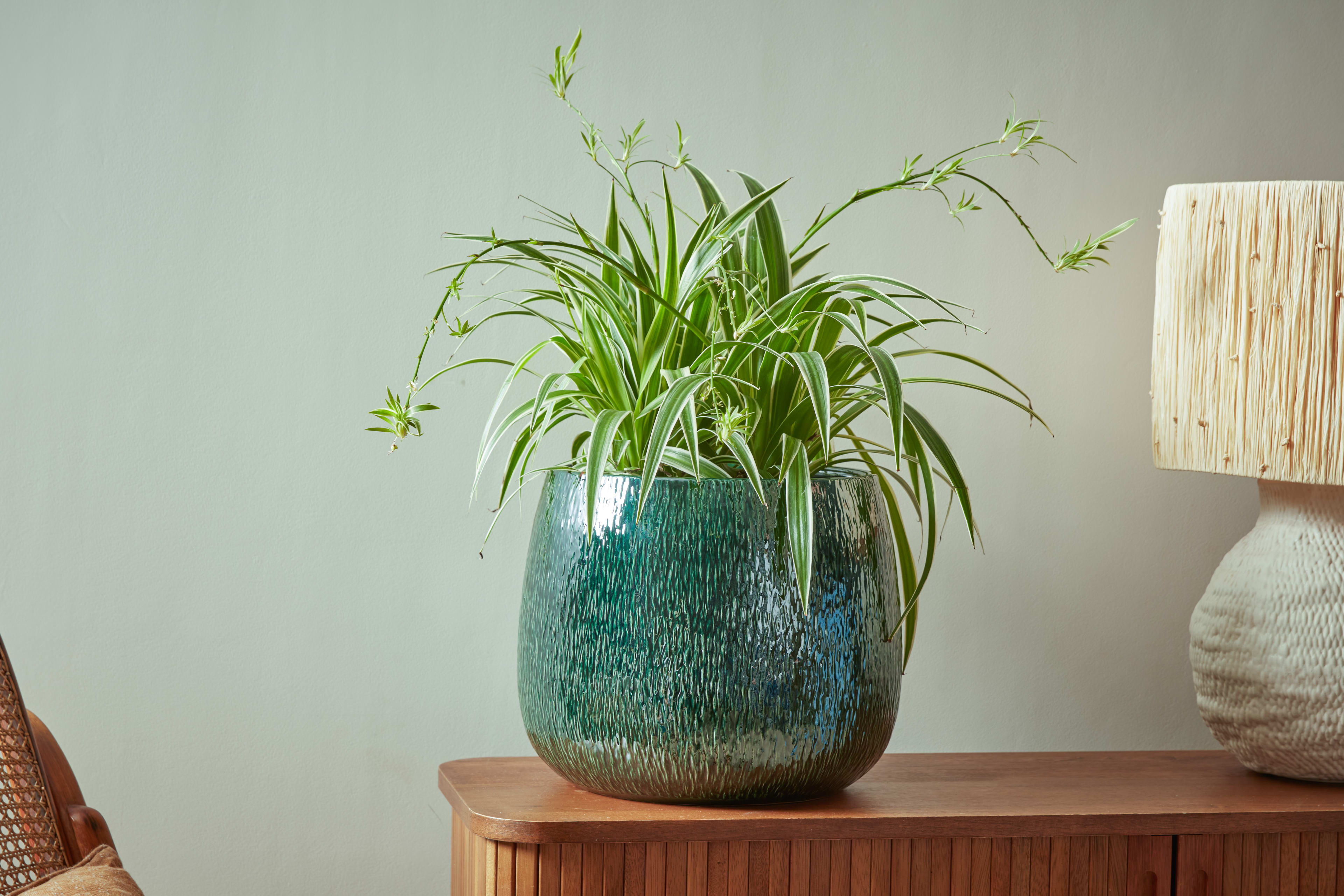 [object Object] image 2