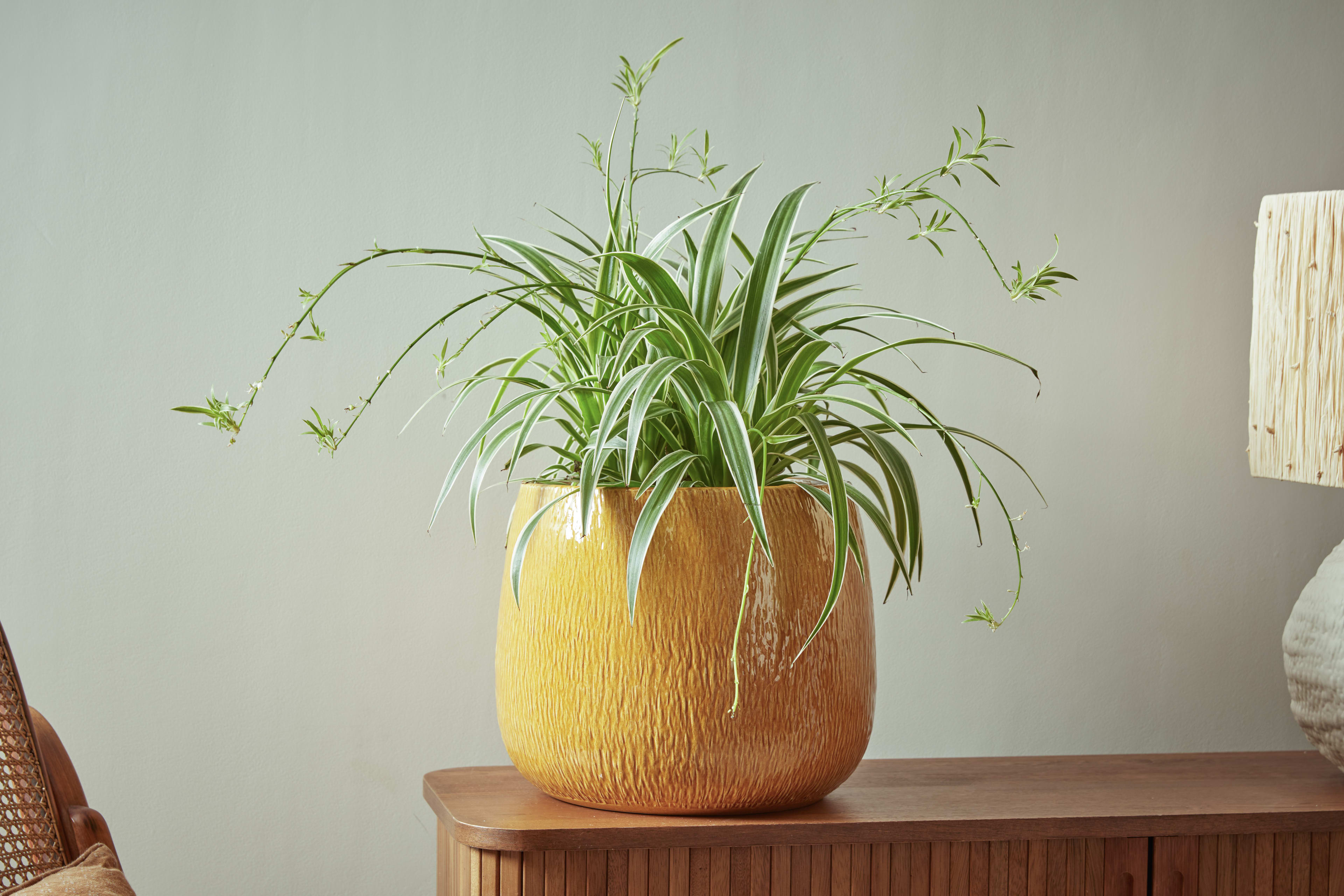 [object Object] image 2