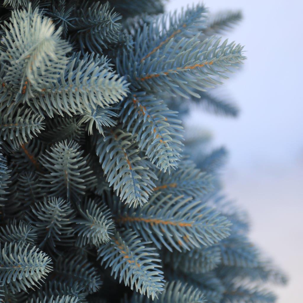 [object Object] image 3