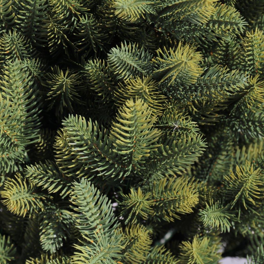 [object Object] image 9