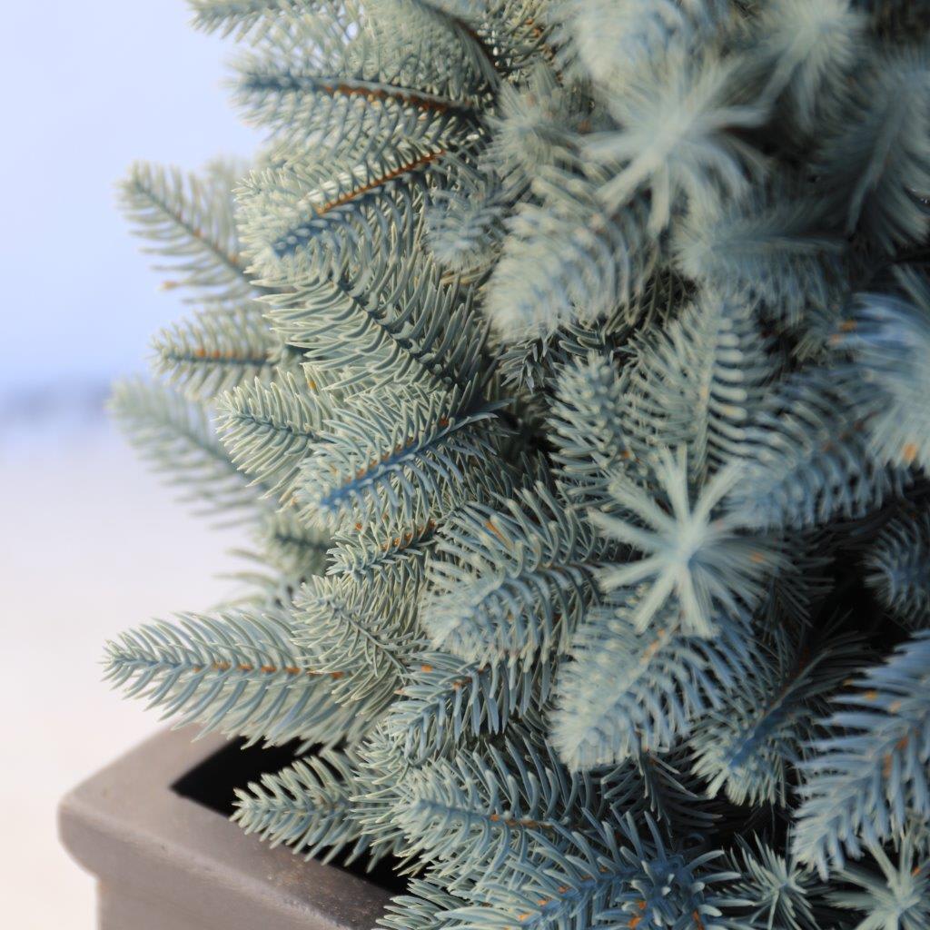 [object Object] image 8