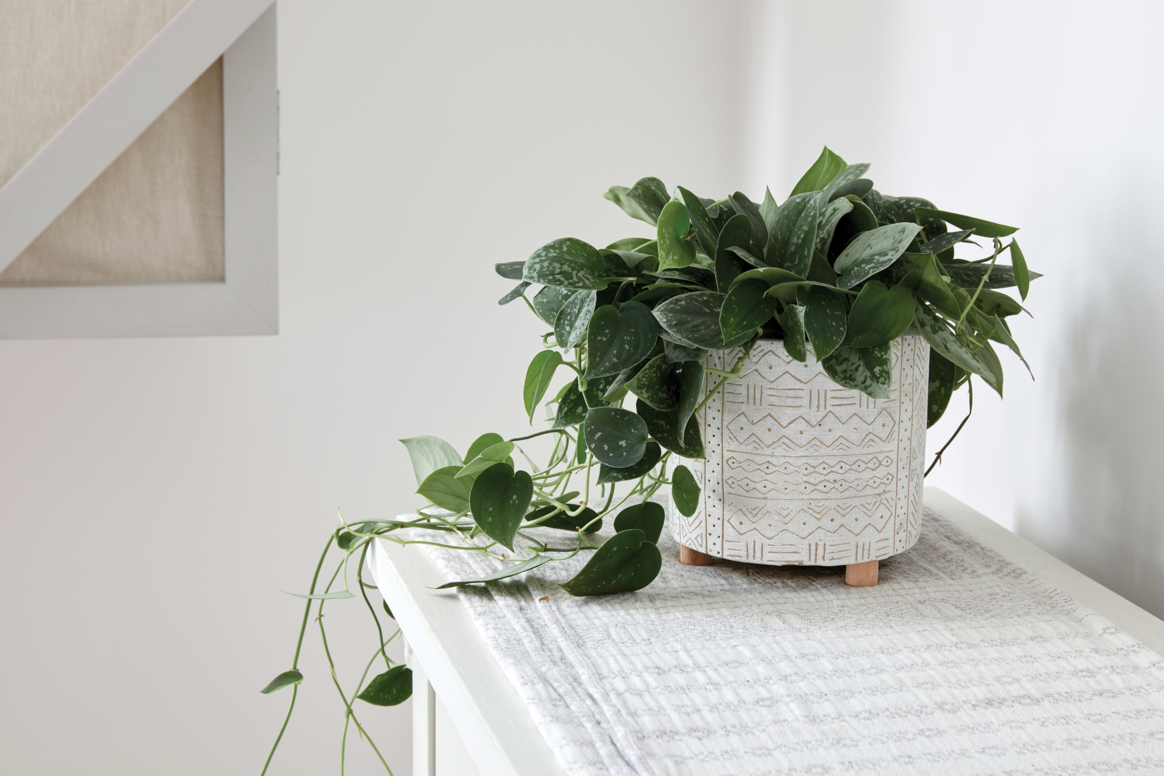 Karachi Pot 11cm lifestyle