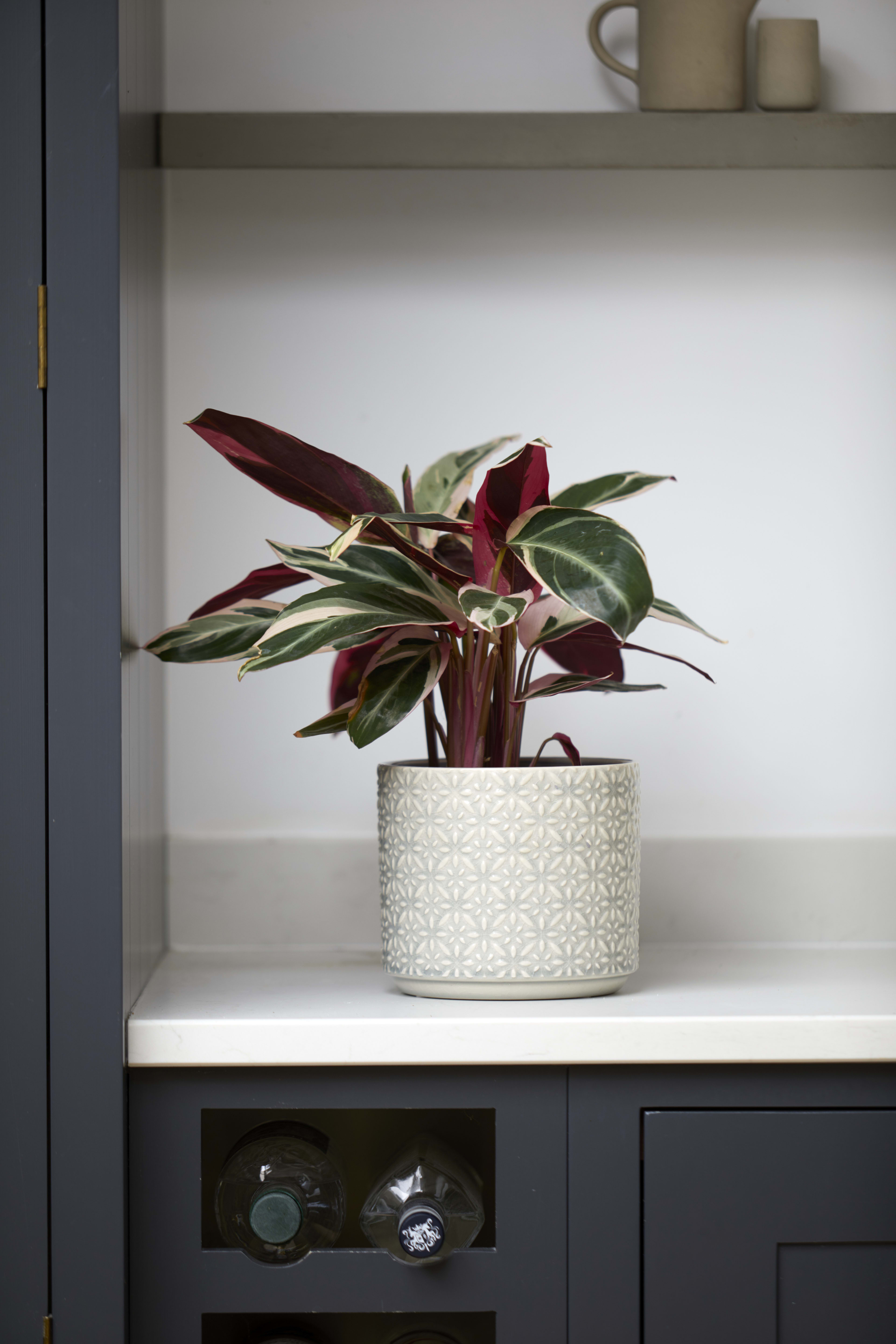 14cm Geometric Pot Cover lifestyle