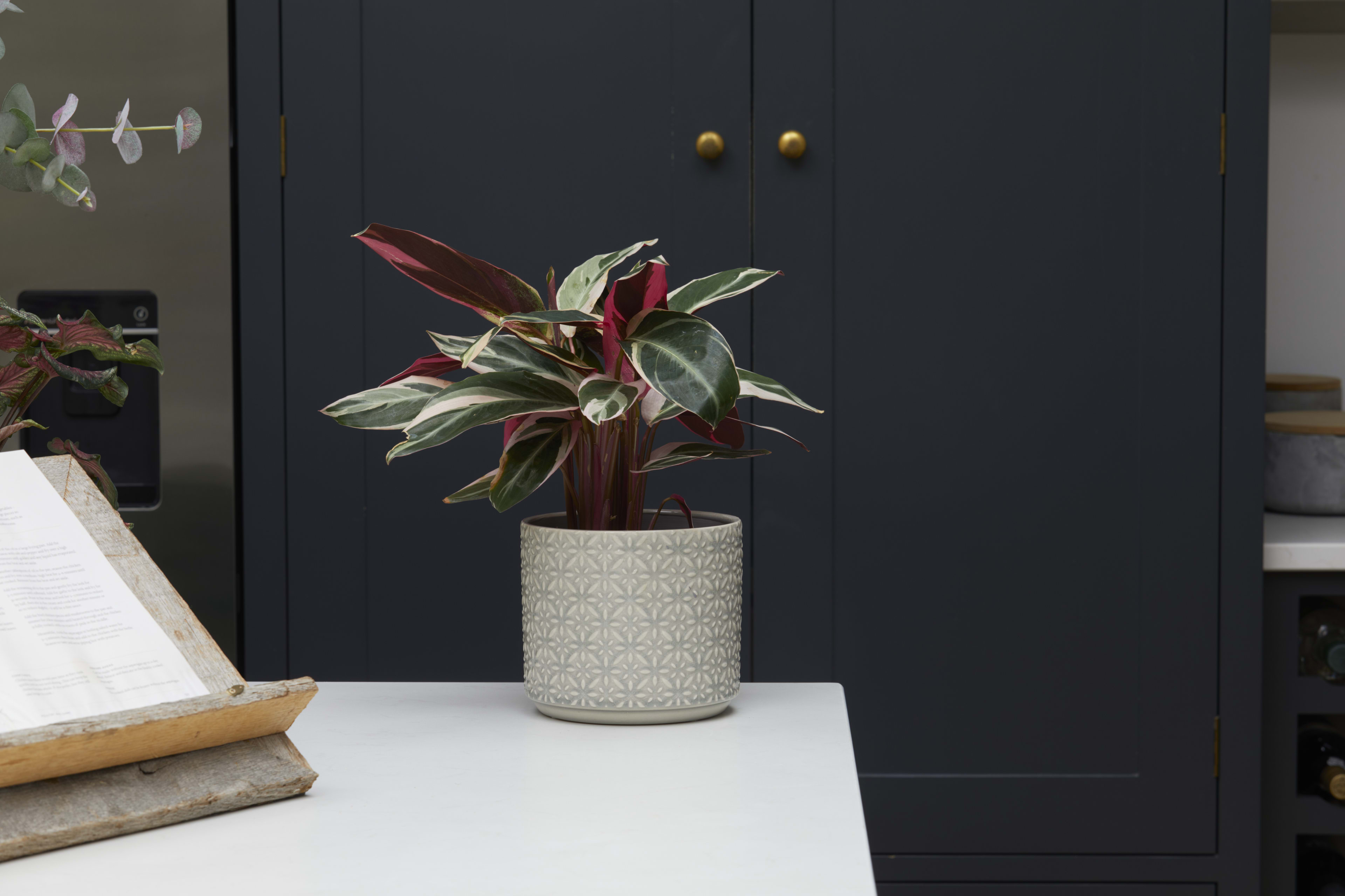 [object Object] image 2