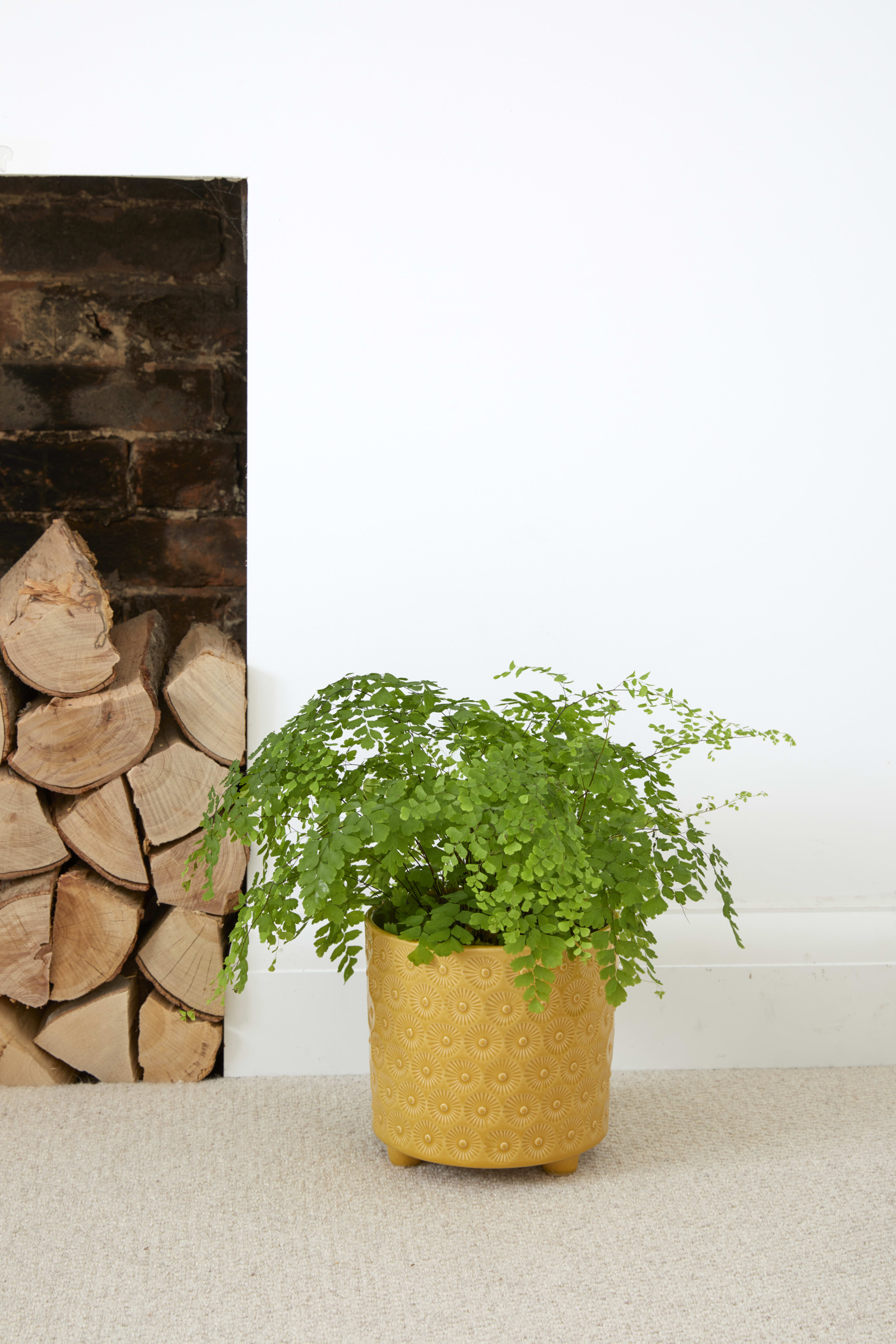 [object Object] image 2