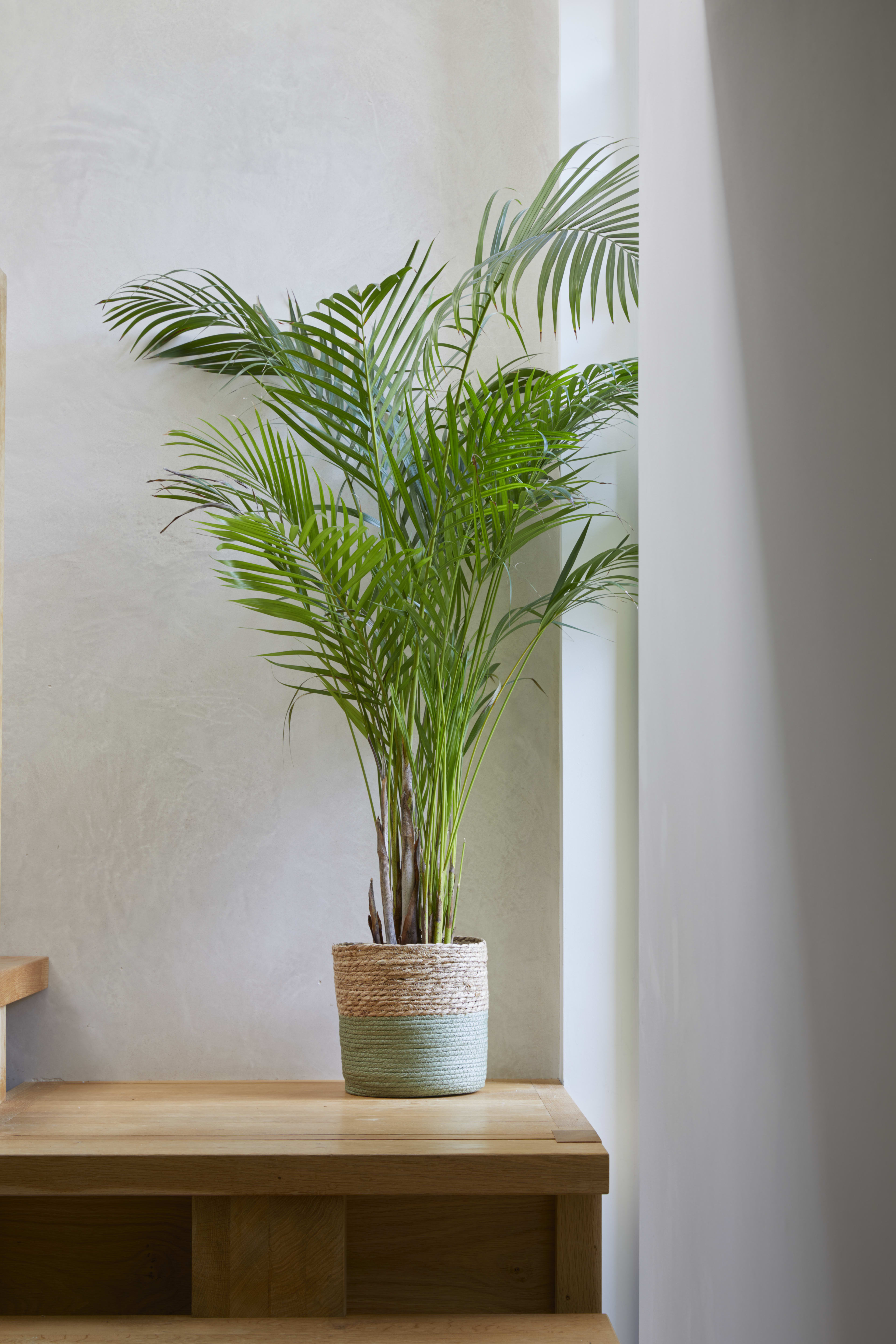 Matcha Basket Green S4 lifestyle