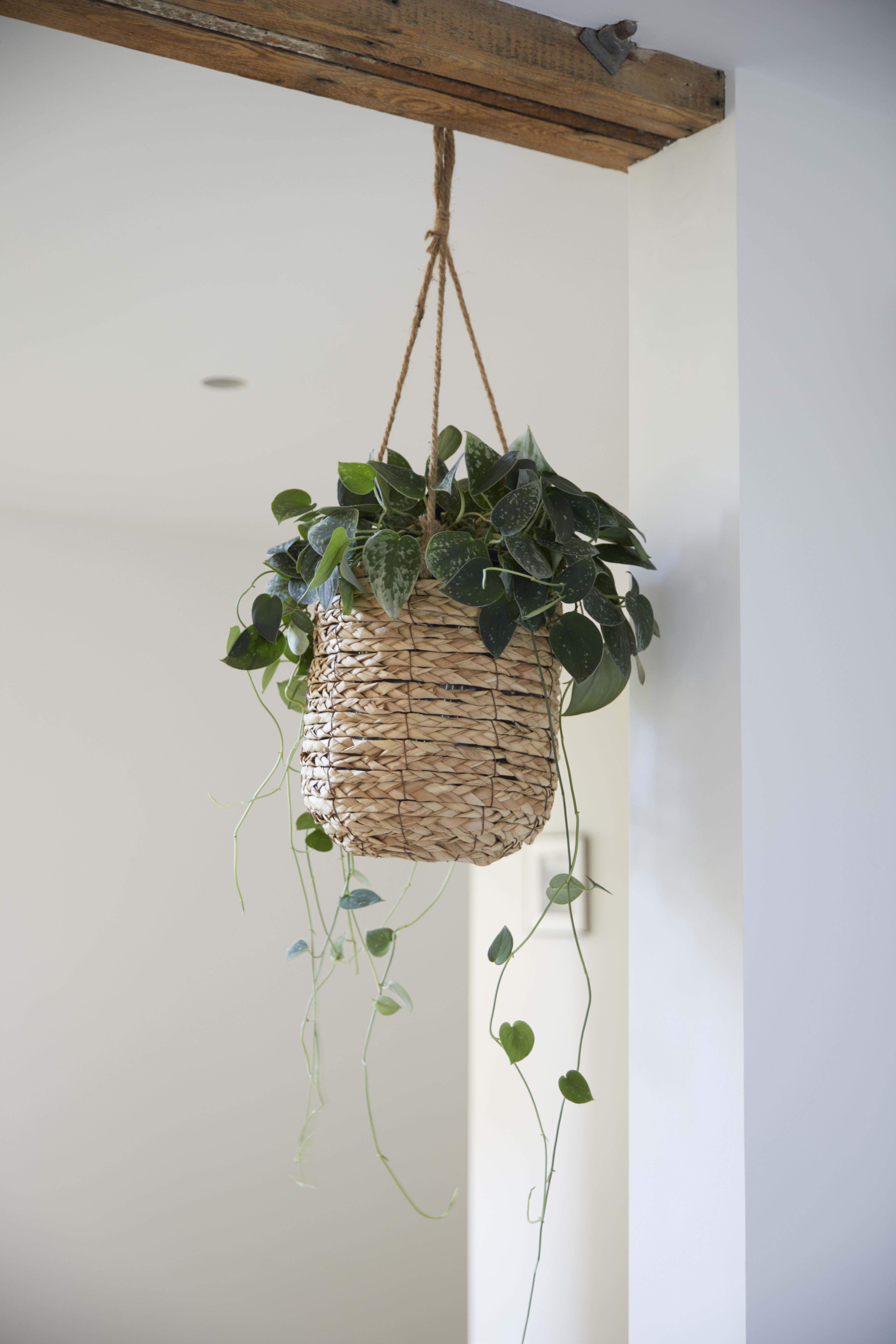 Sencha Hanging lifestyle