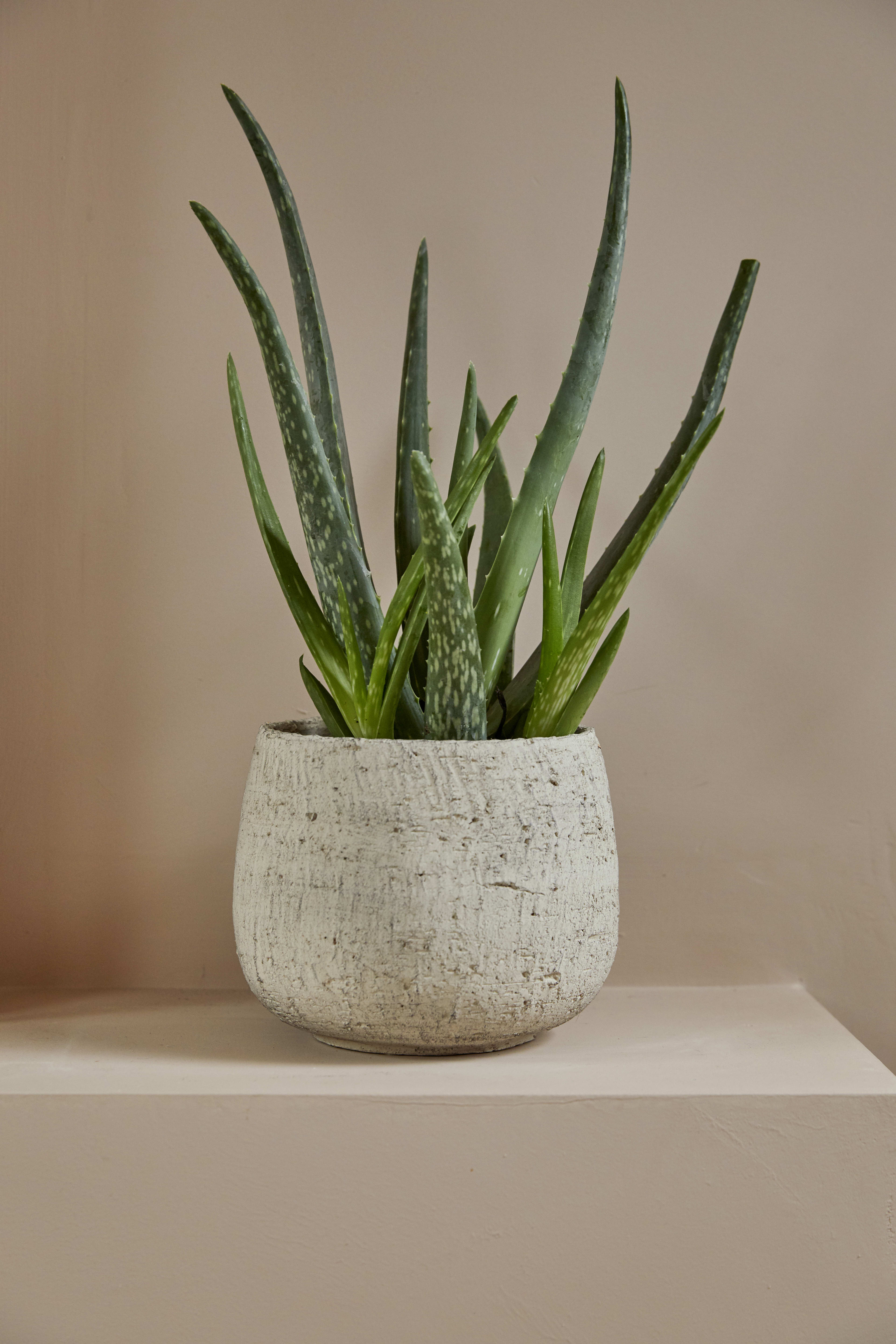 Surat Pot 17cm lifestyle