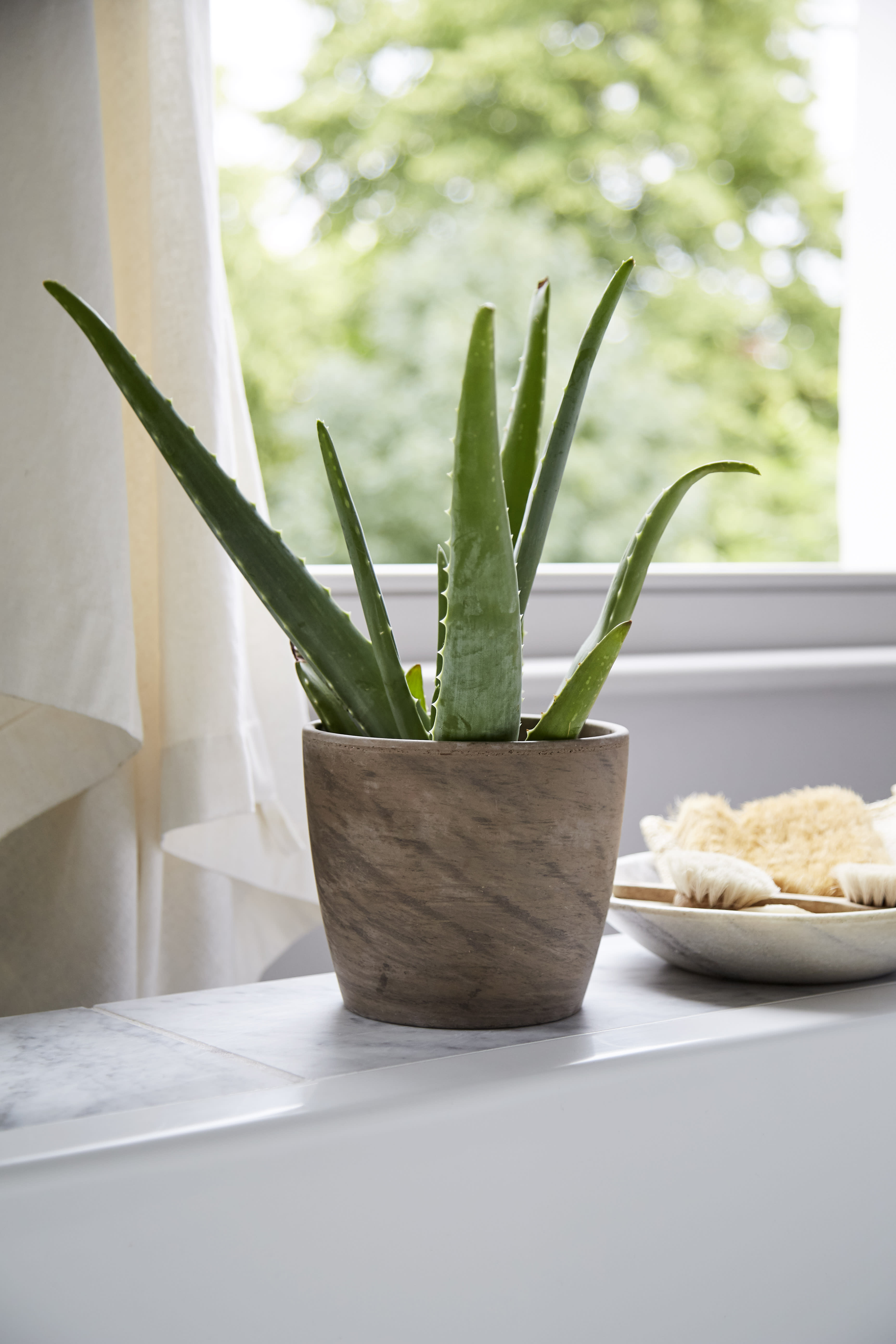 [object Object] image 2